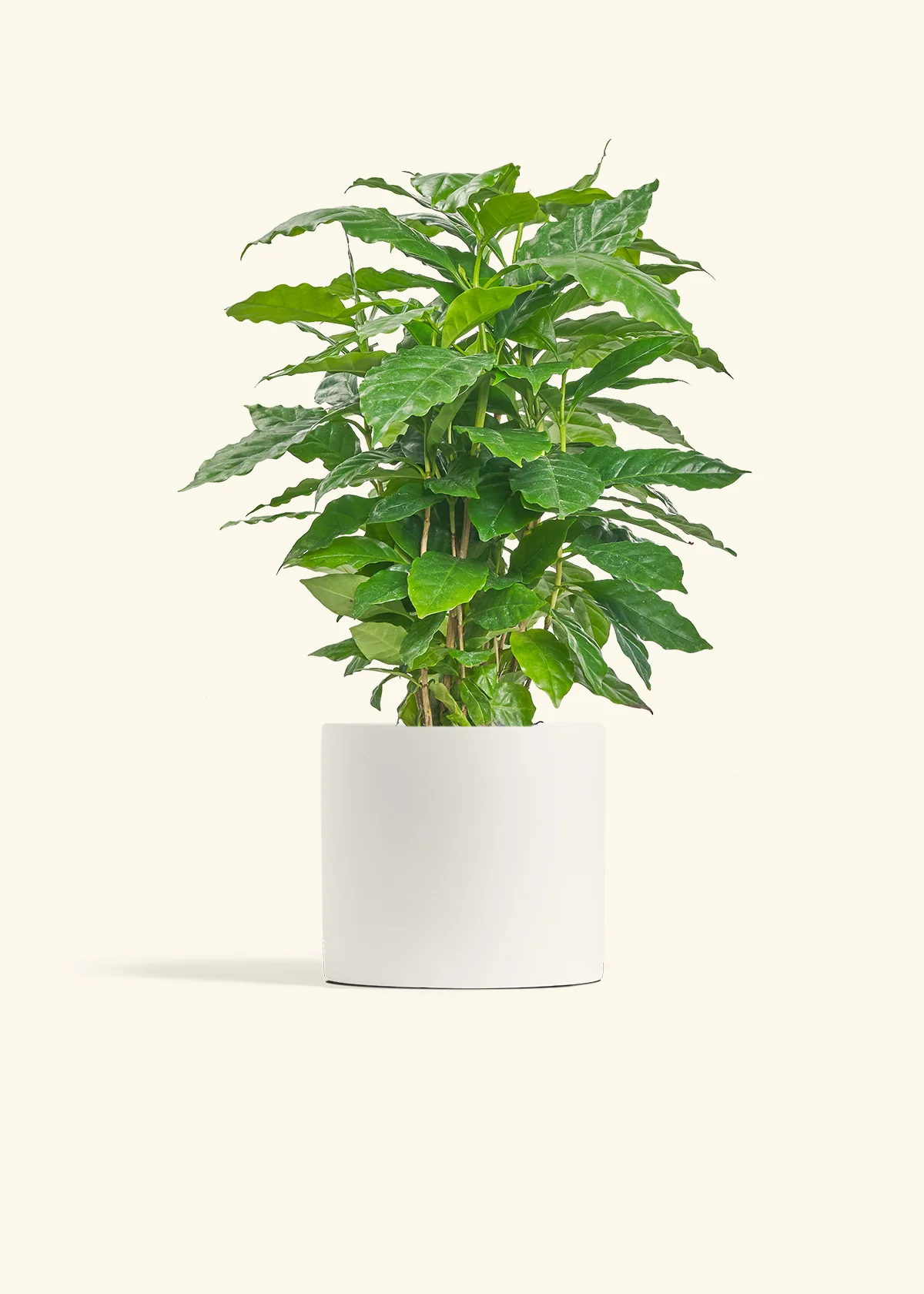 Coffee Plant - Image 11