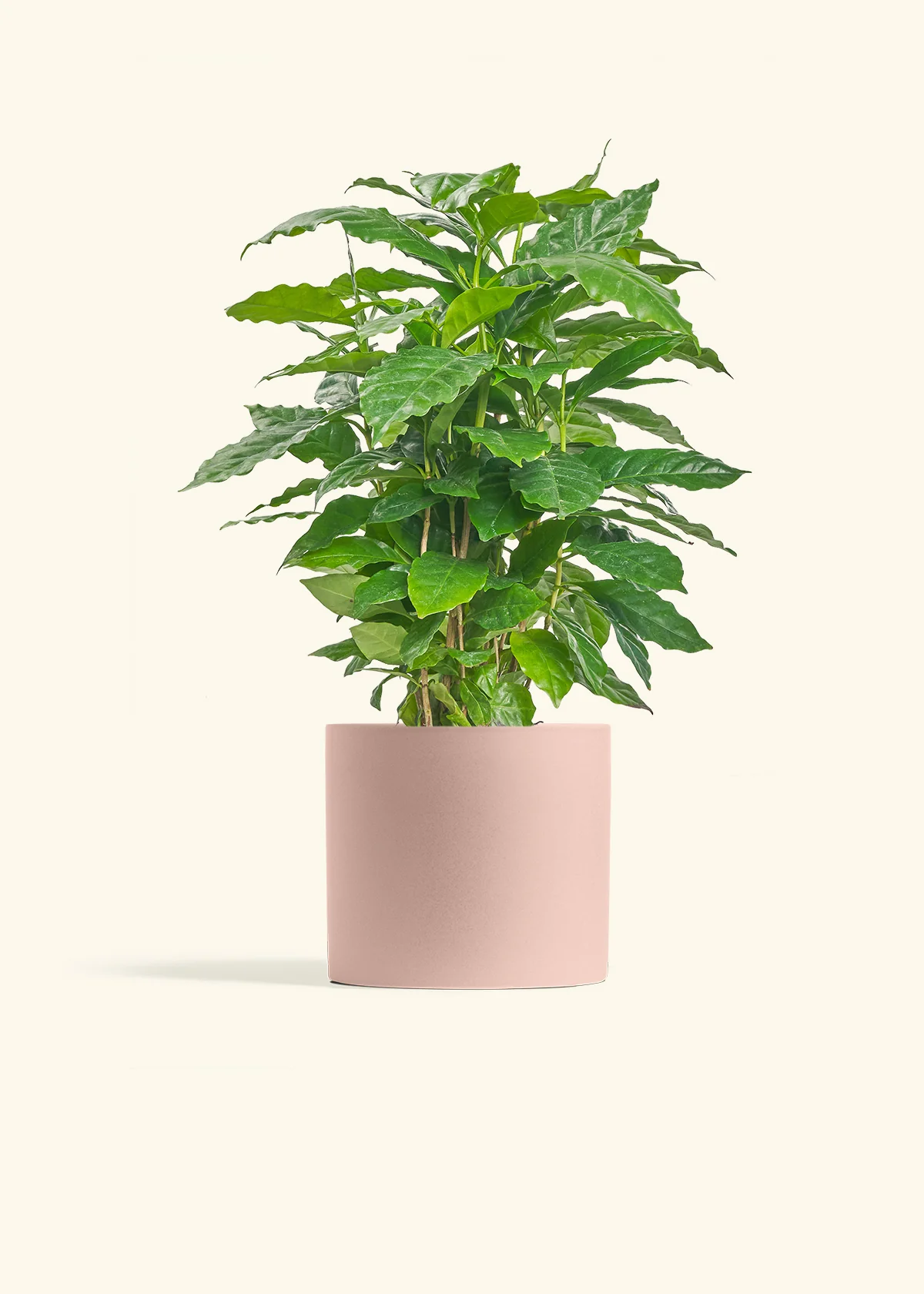 Coffee Plant - Image 12