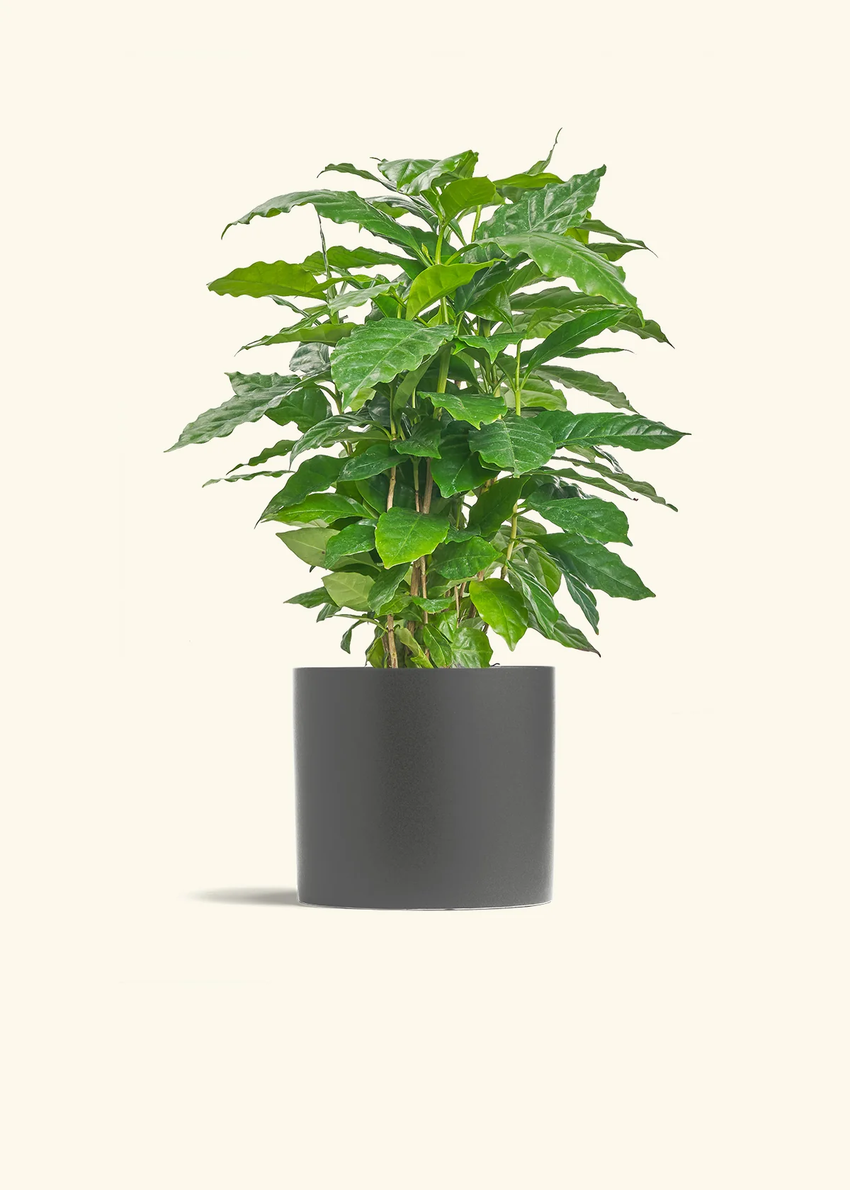 Coffee Plant - Image 13
