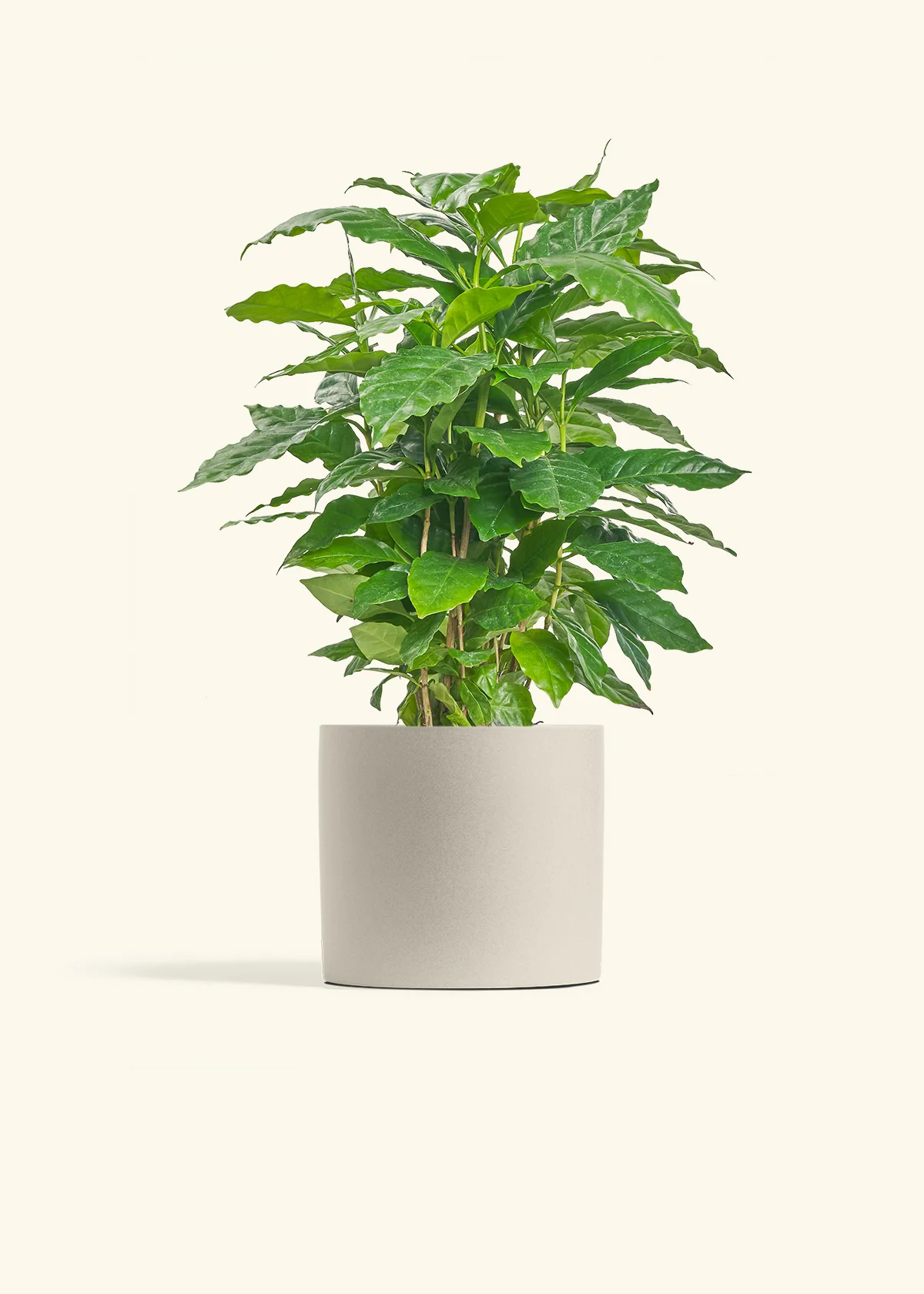 Coffee Plant - Image 14