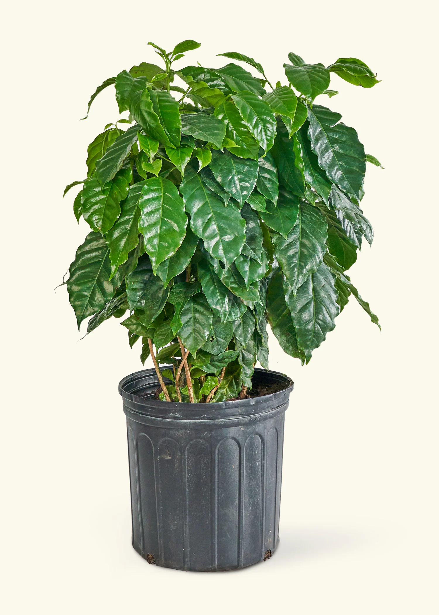 Coffee Plant - Image 15