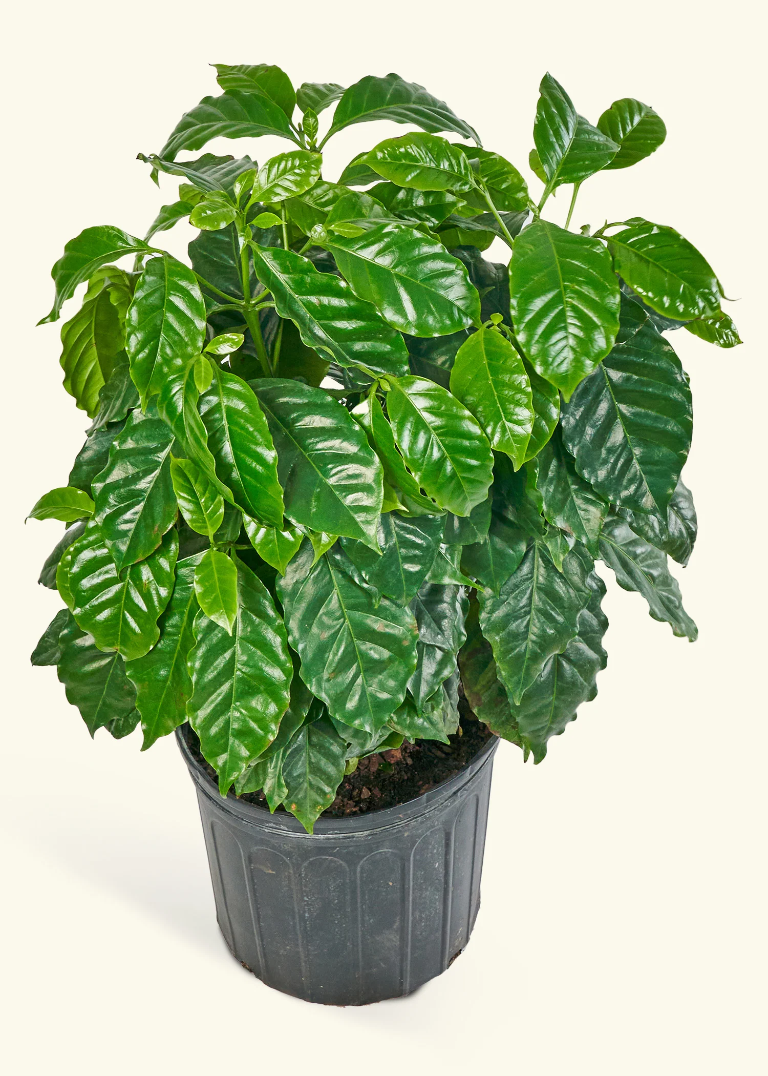 Coffee Plant - Image 16