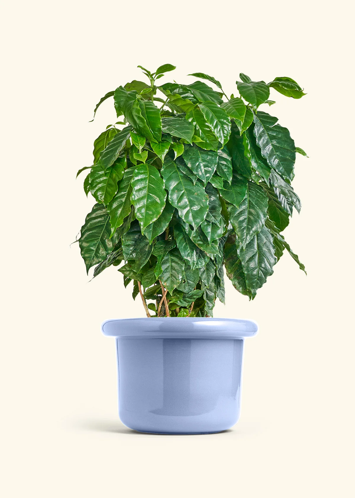 Coffee Plant - Image 21