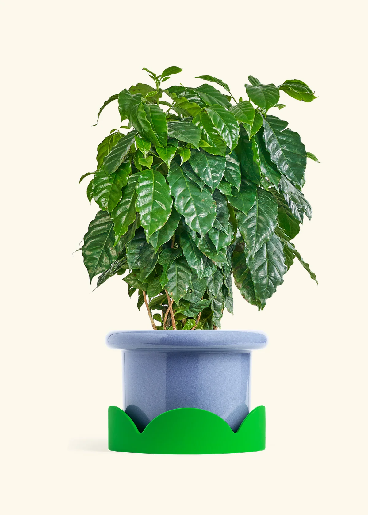 Coffee Plant - Image 22