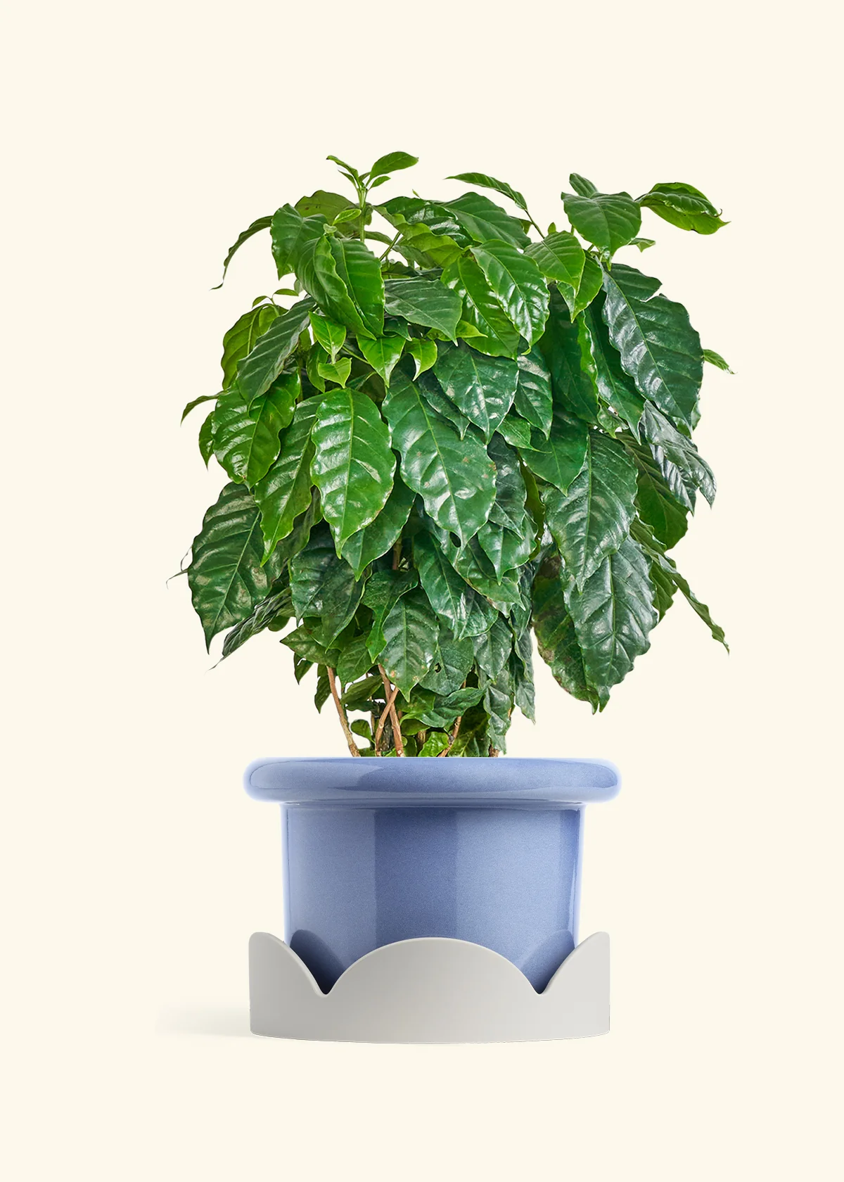 Coffee Plant - Image 23