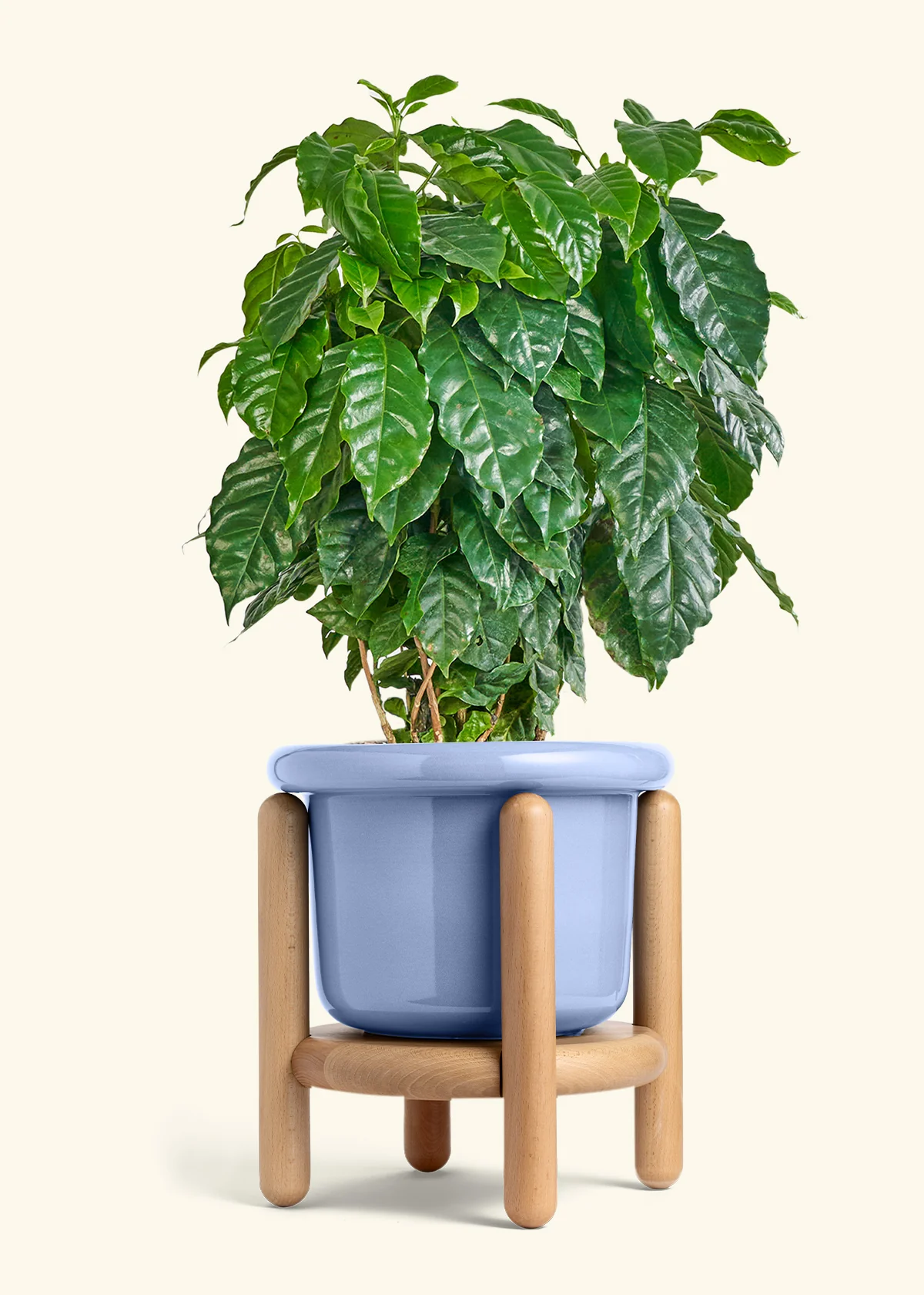 Coffee Plant - Image 24