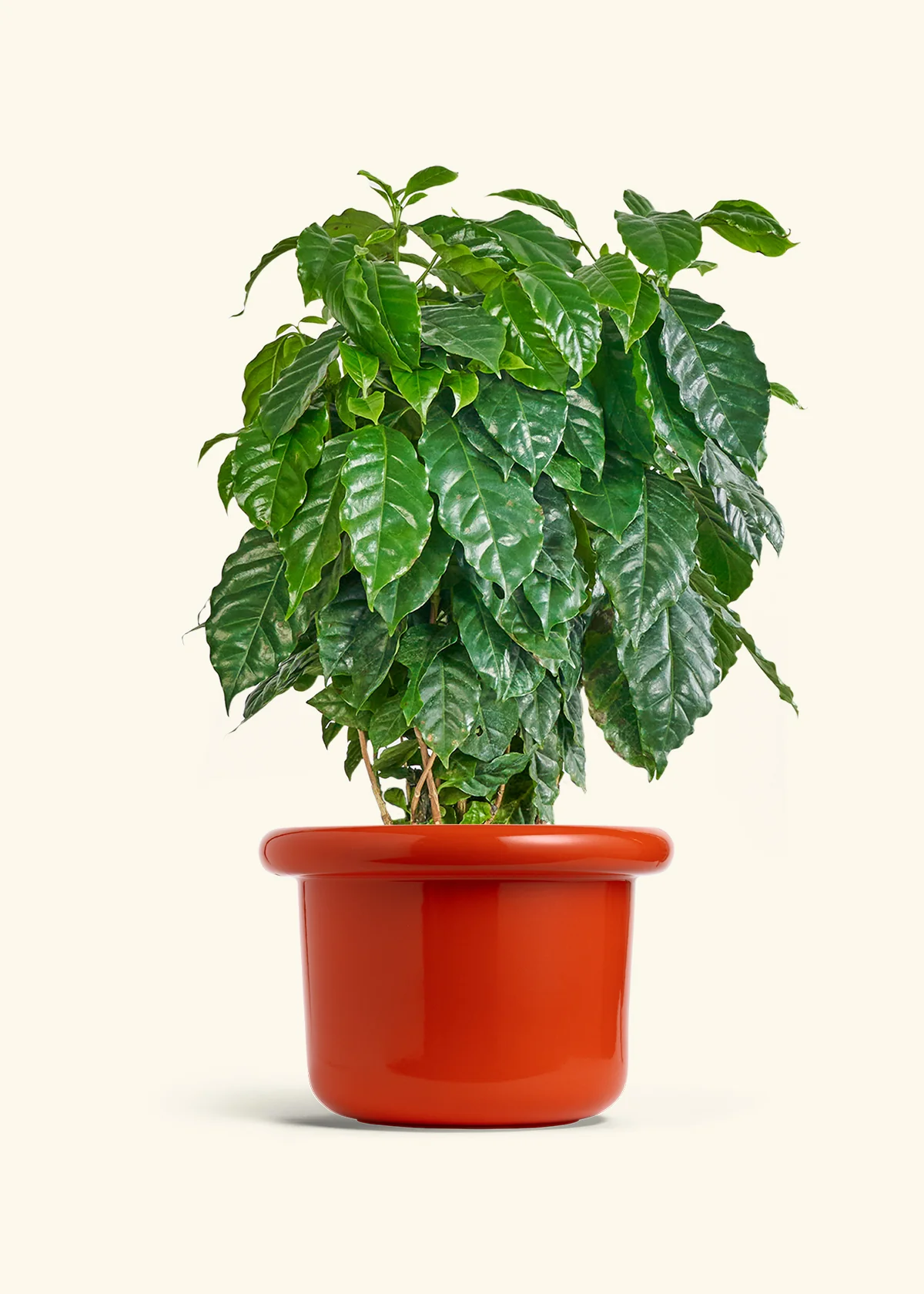 Coffee Plant - Image 25