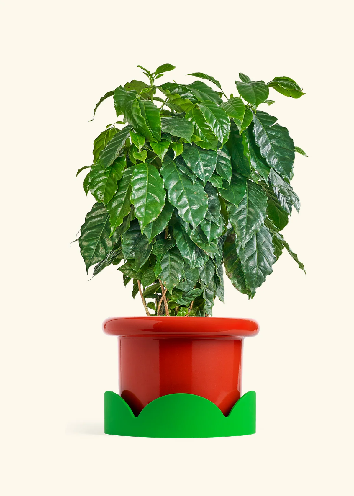 Coffee Plant - Image 26