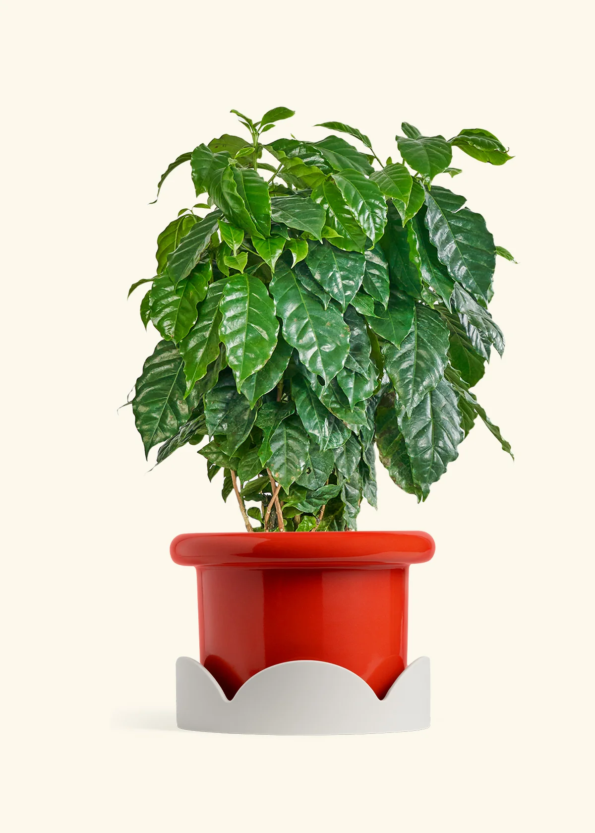 Coffee Plant - Image 27