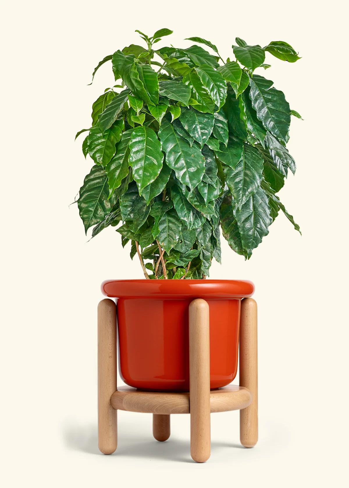 Coffee Plant - Image 28