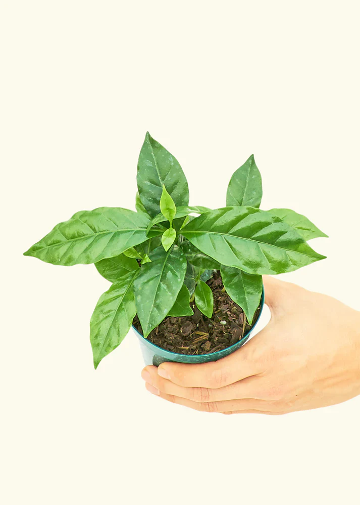 Coffee Plant - Image 3