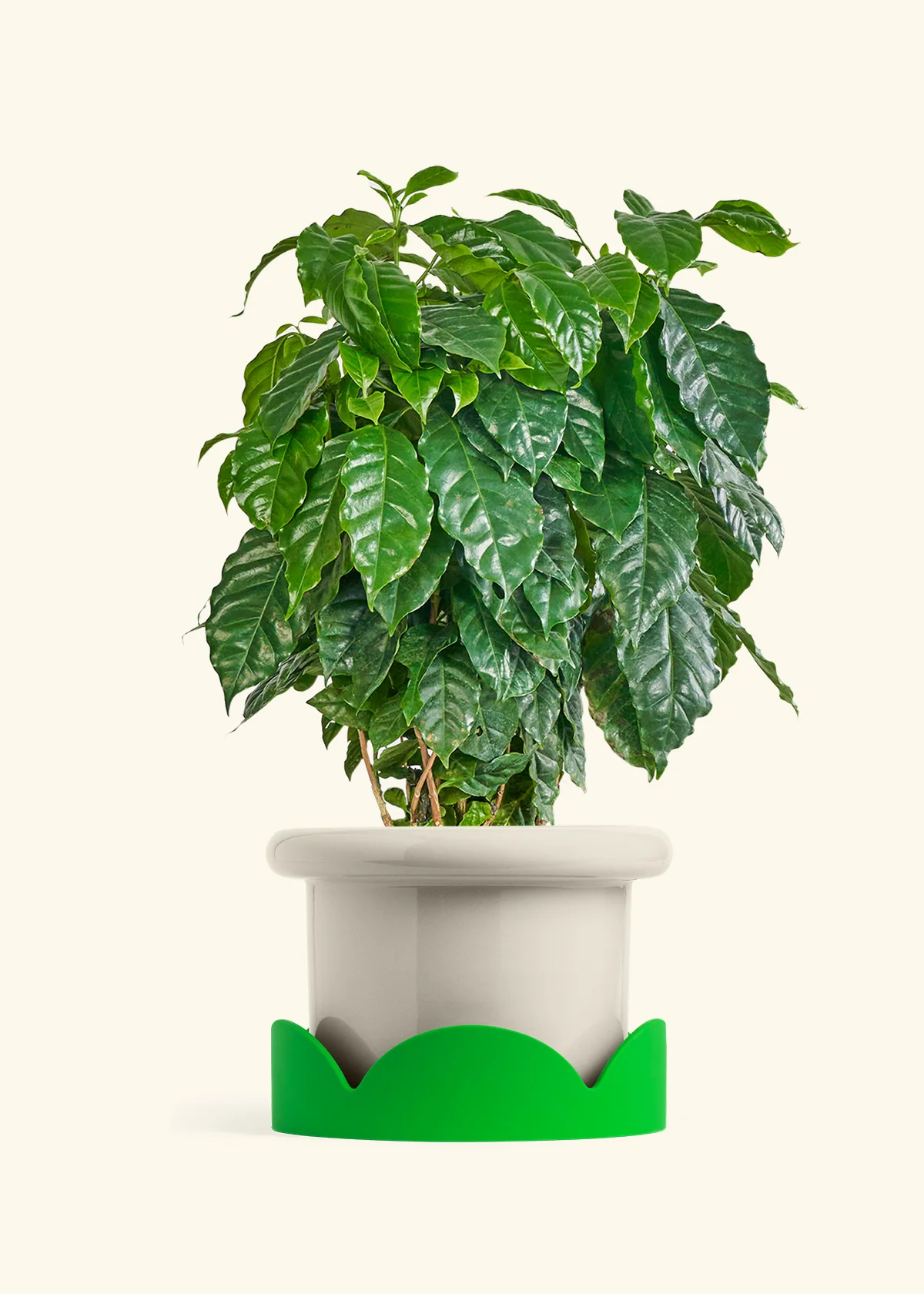 Coffee Plant - Image 30