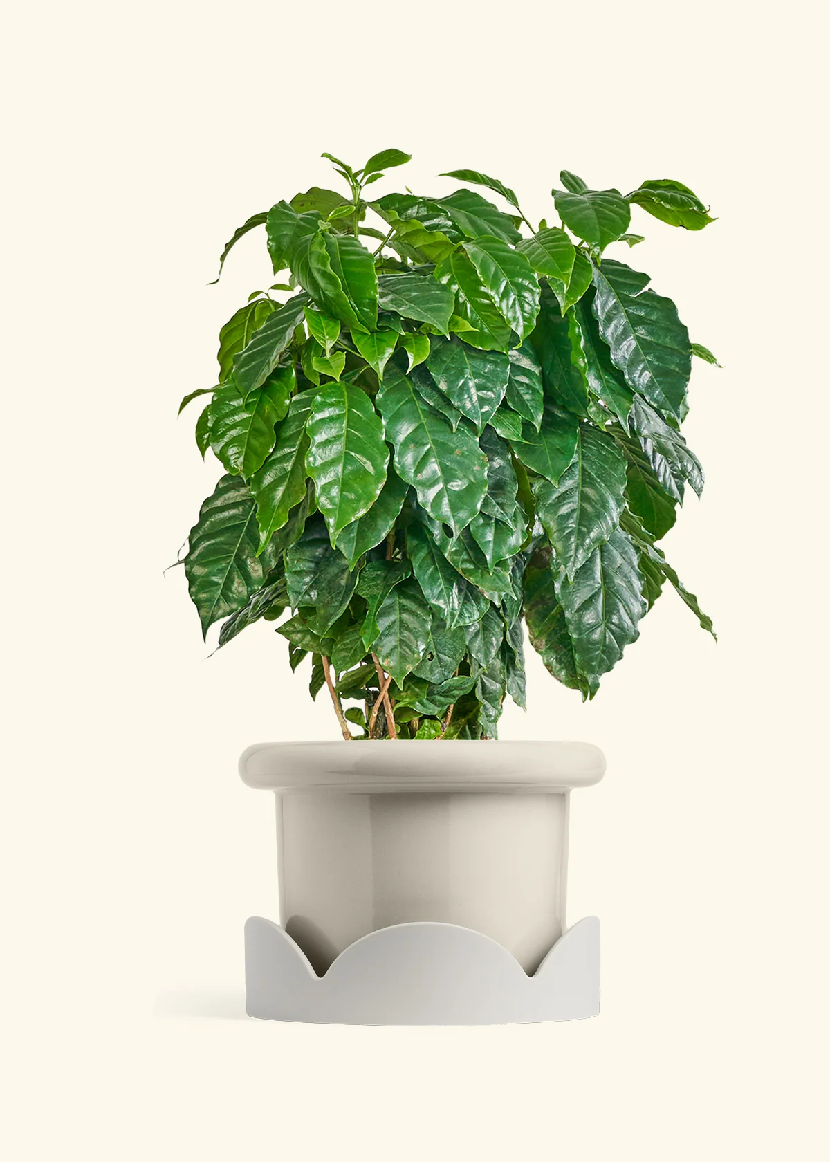 Coffee Plant - Image 31