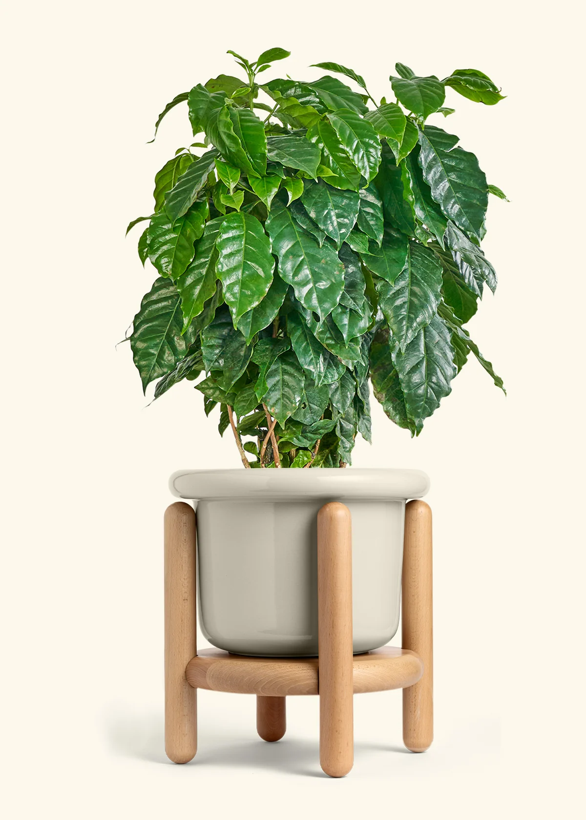 Coffee Plant - Image 32