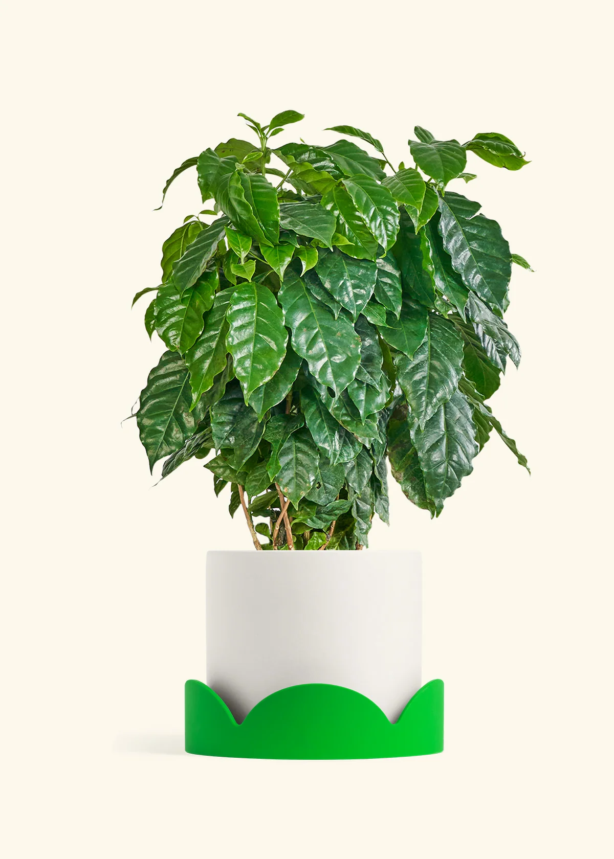 Coffee Plant - Image 33