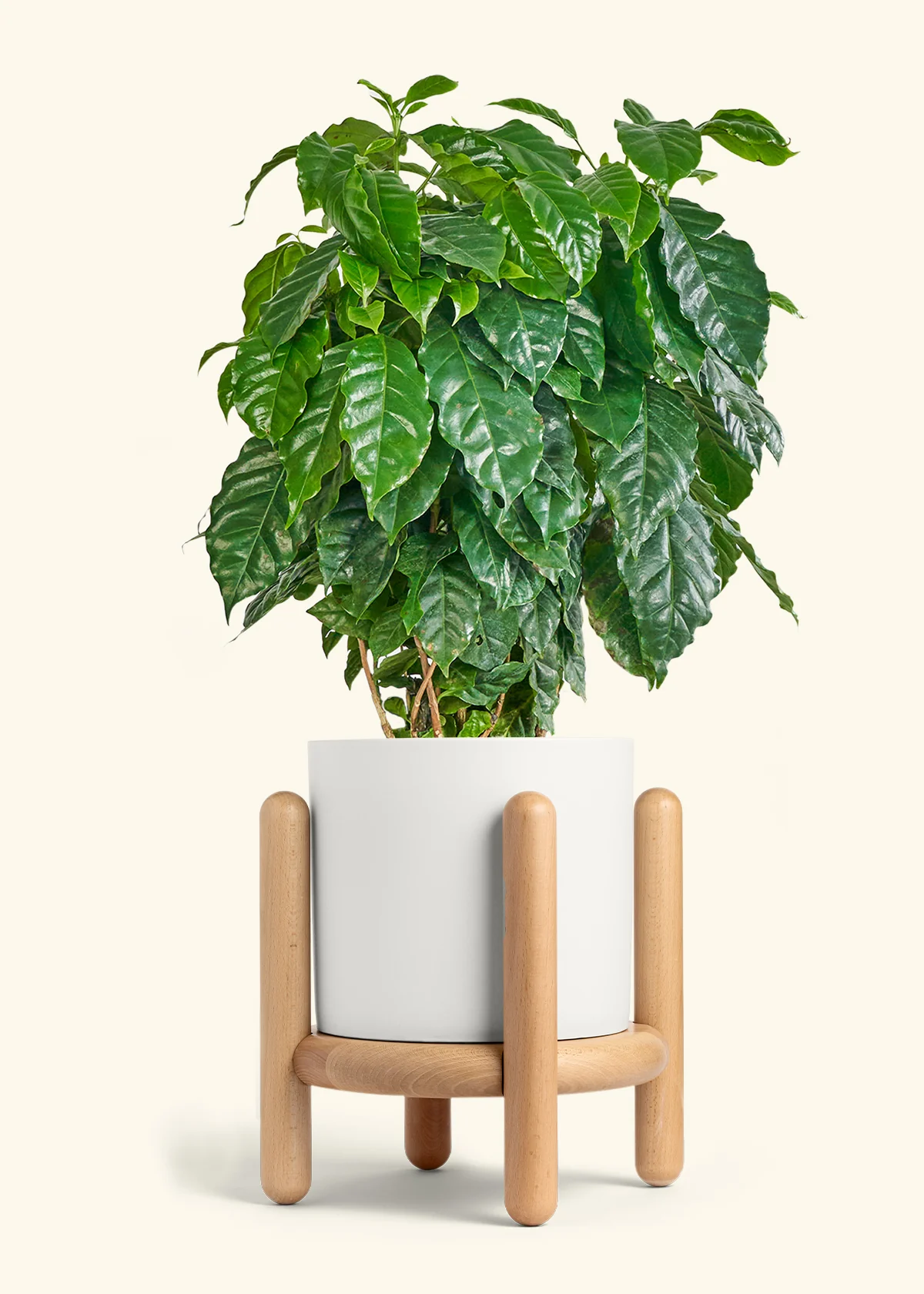 Coffee Plant - Image 35