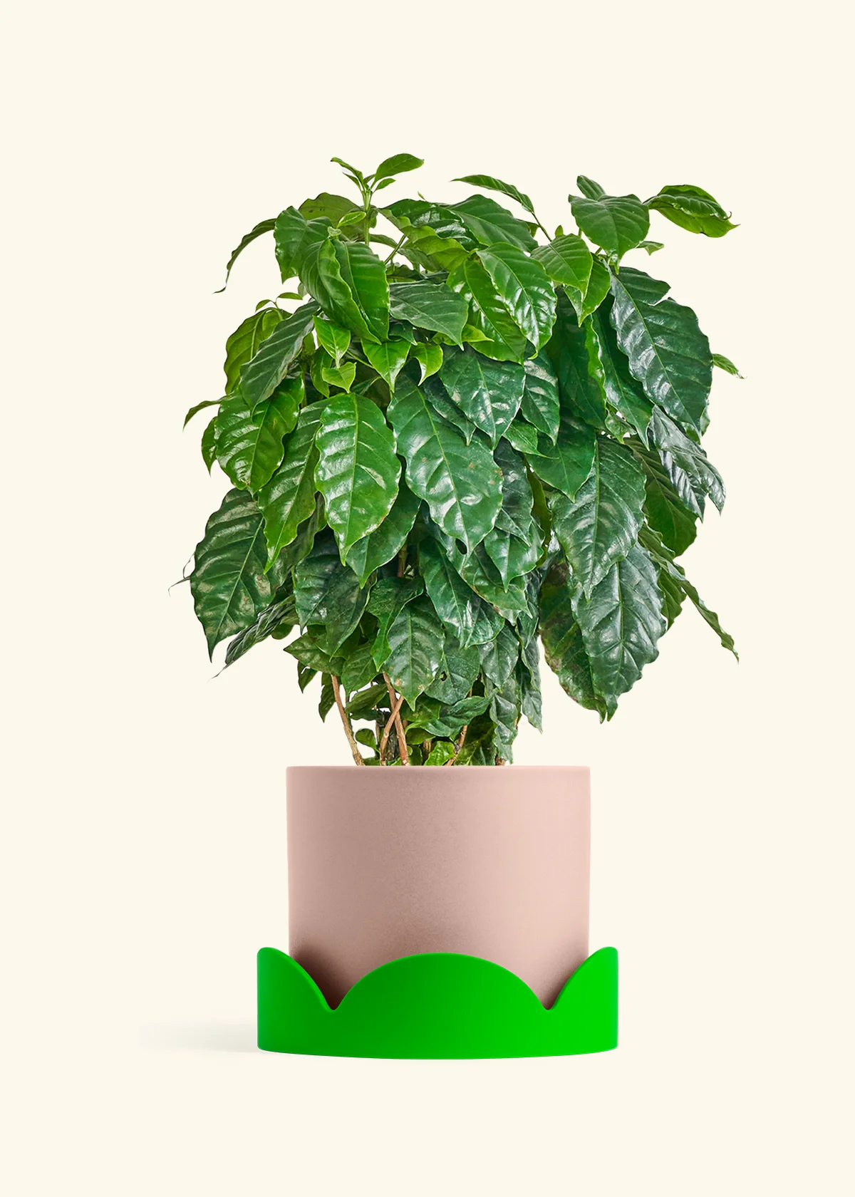 Coffee Plant - Image 36