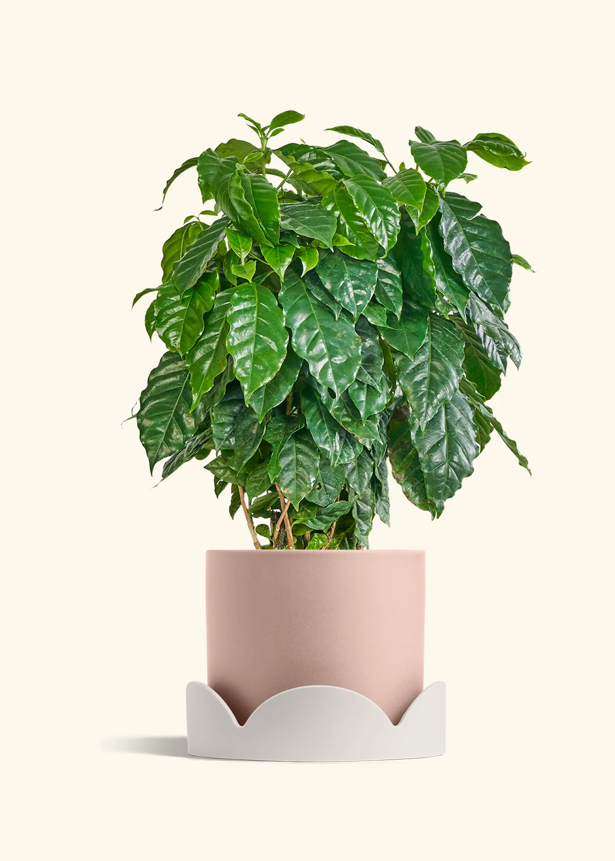 Coffee Plant - Image 37