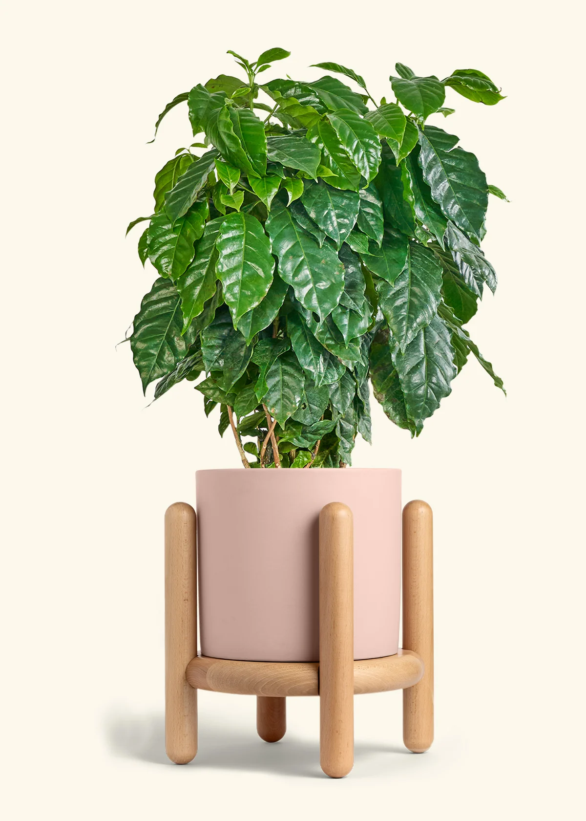 Coffee Plant - Image 38