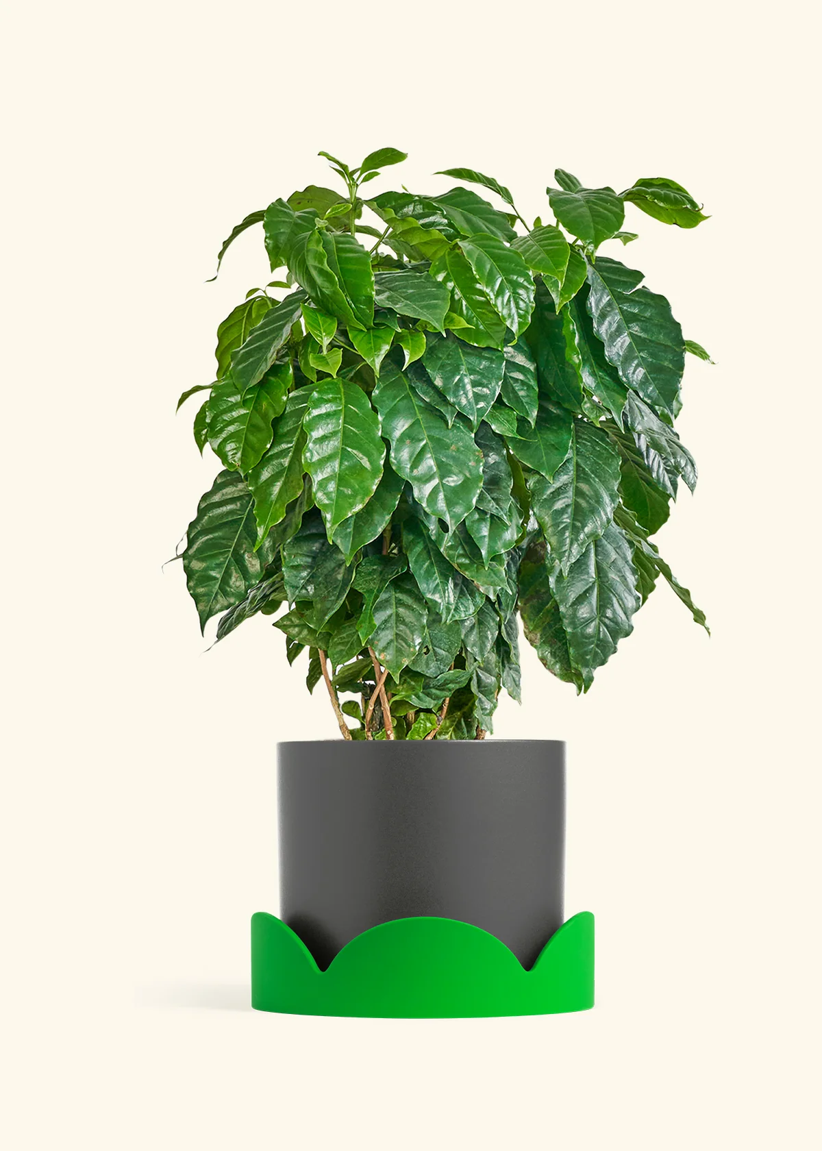 Coffee Plant - Image 39
