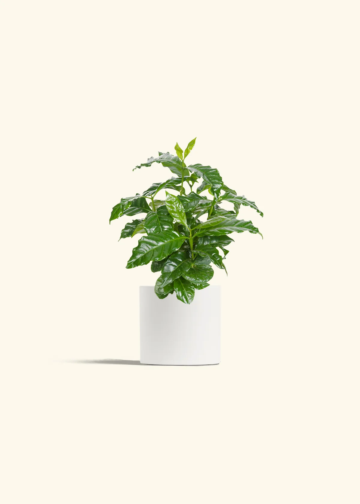 Coffee Plant - Image 4