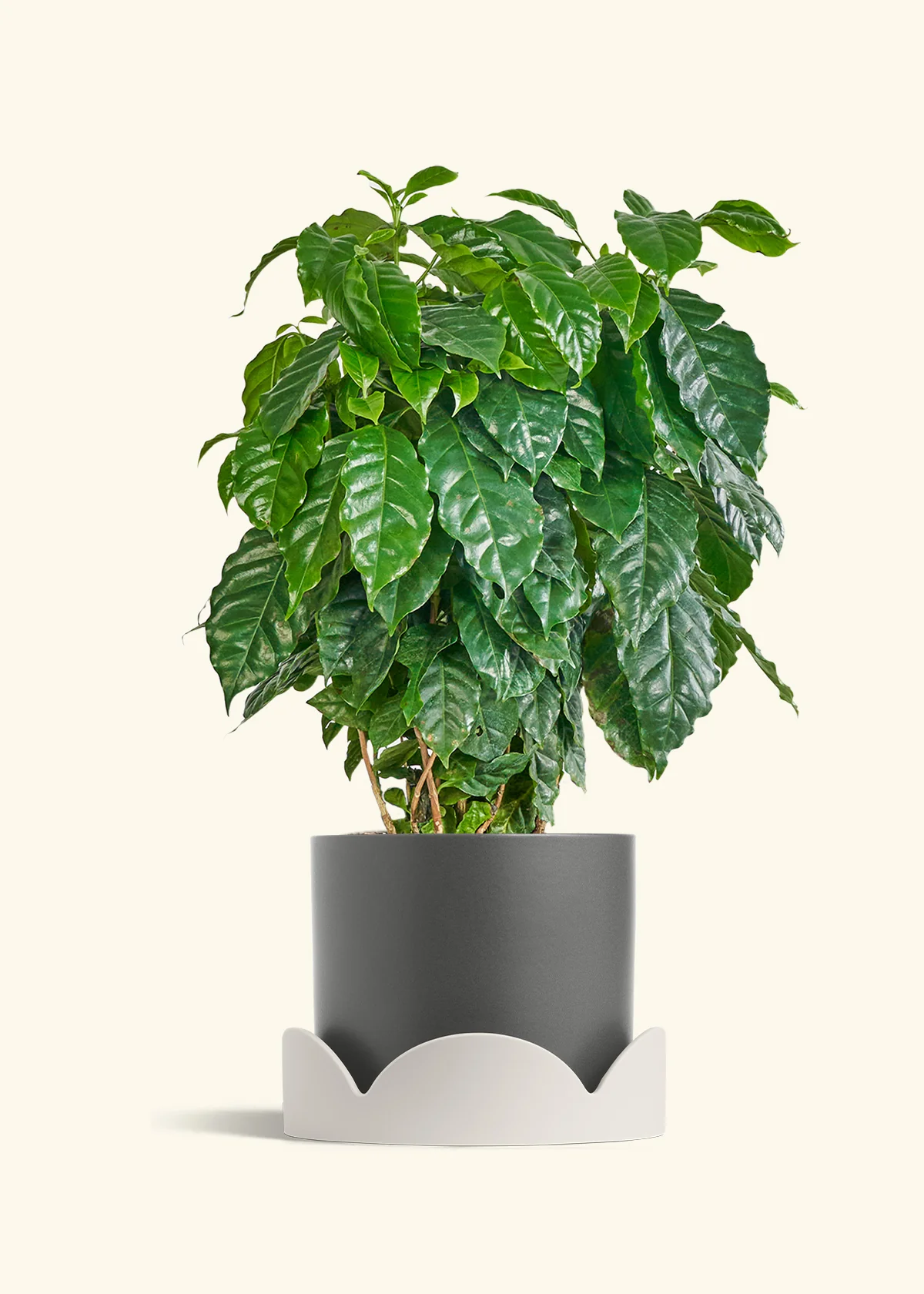 Coffee Plant - Image 40