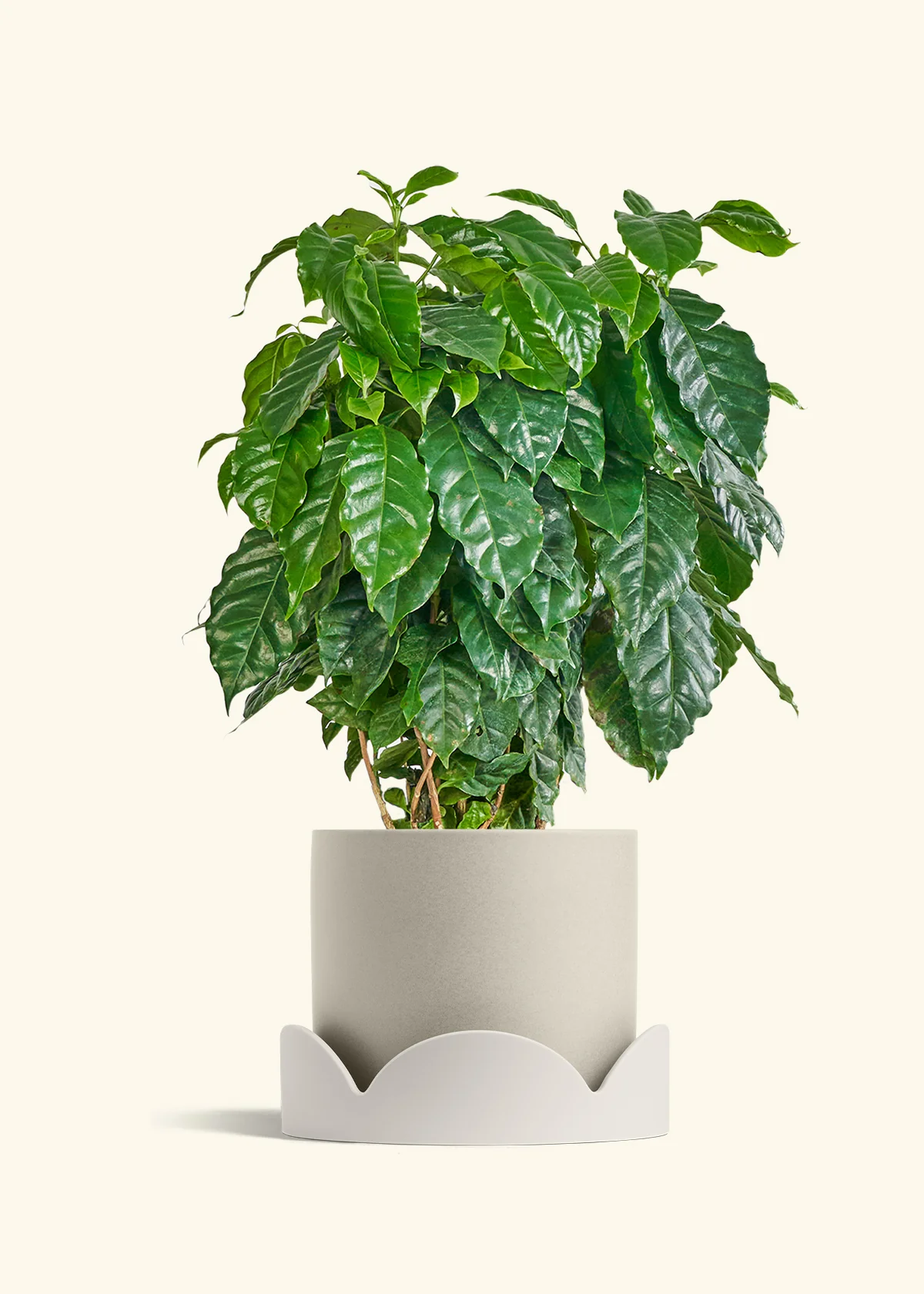 Coffee Plant - Image 42