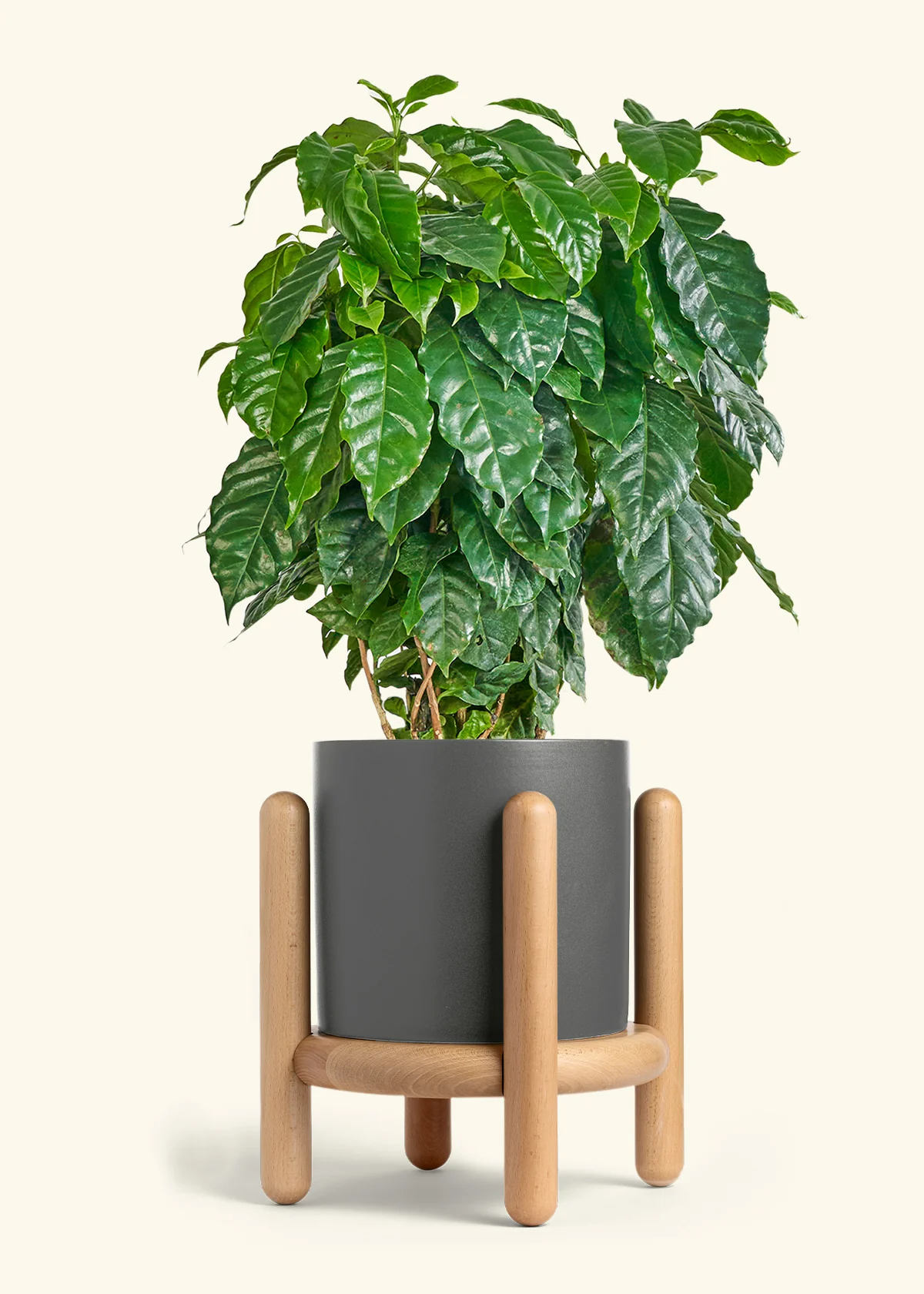 Coffee Plant - Image 43