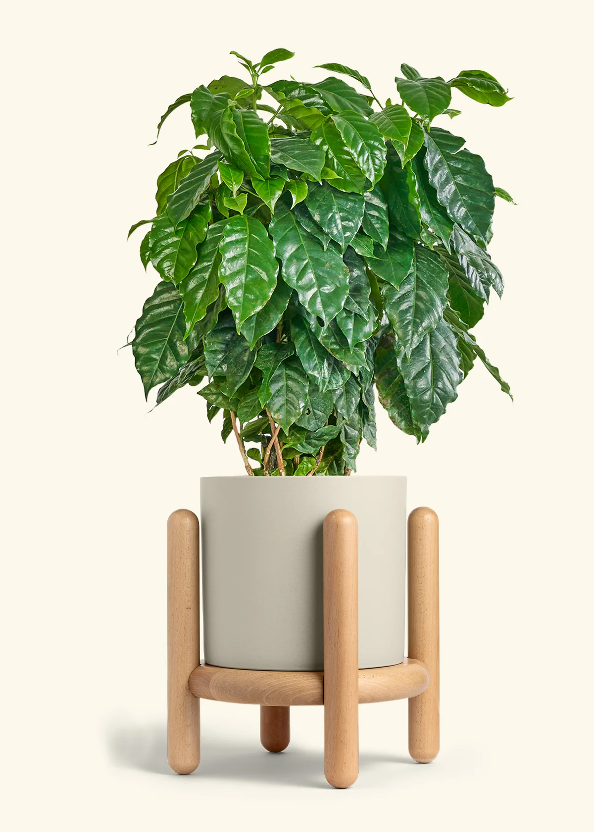 Coffee Plant - Image 44