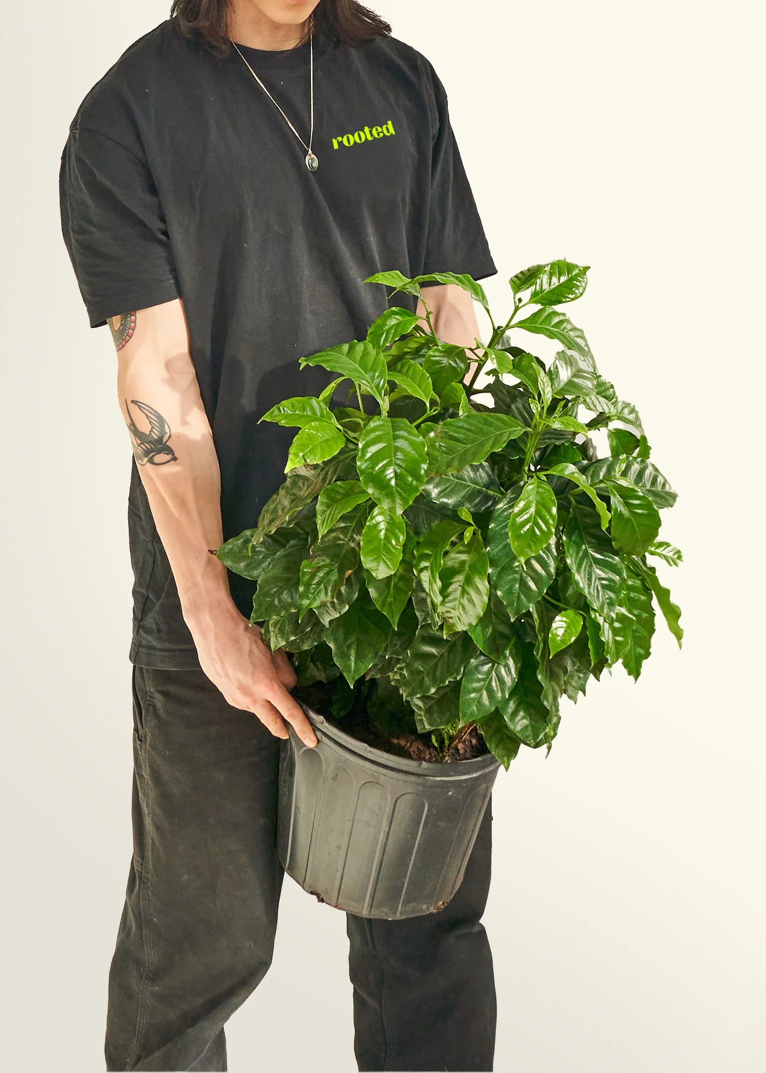 Coffee Plant - Image 45