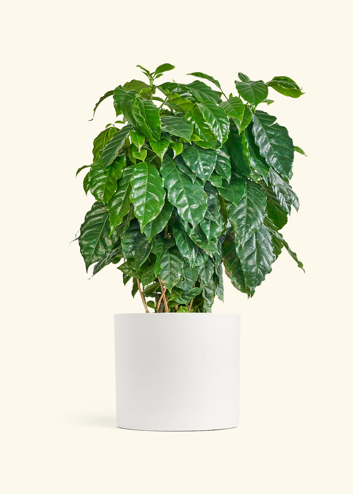 Coffee Plant - Image 46