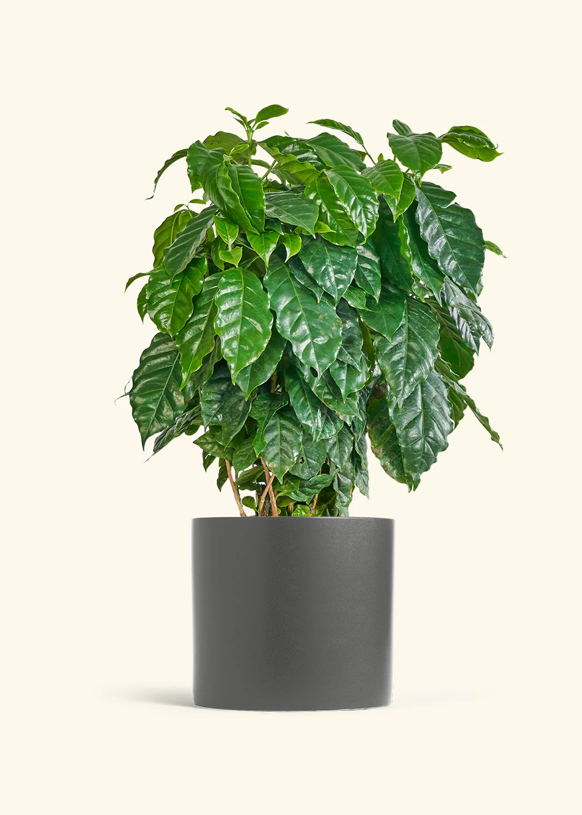 Coffee Plant - Image 48