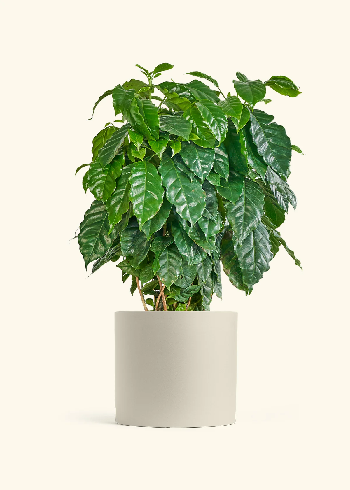 Coffee Plant - Image 49