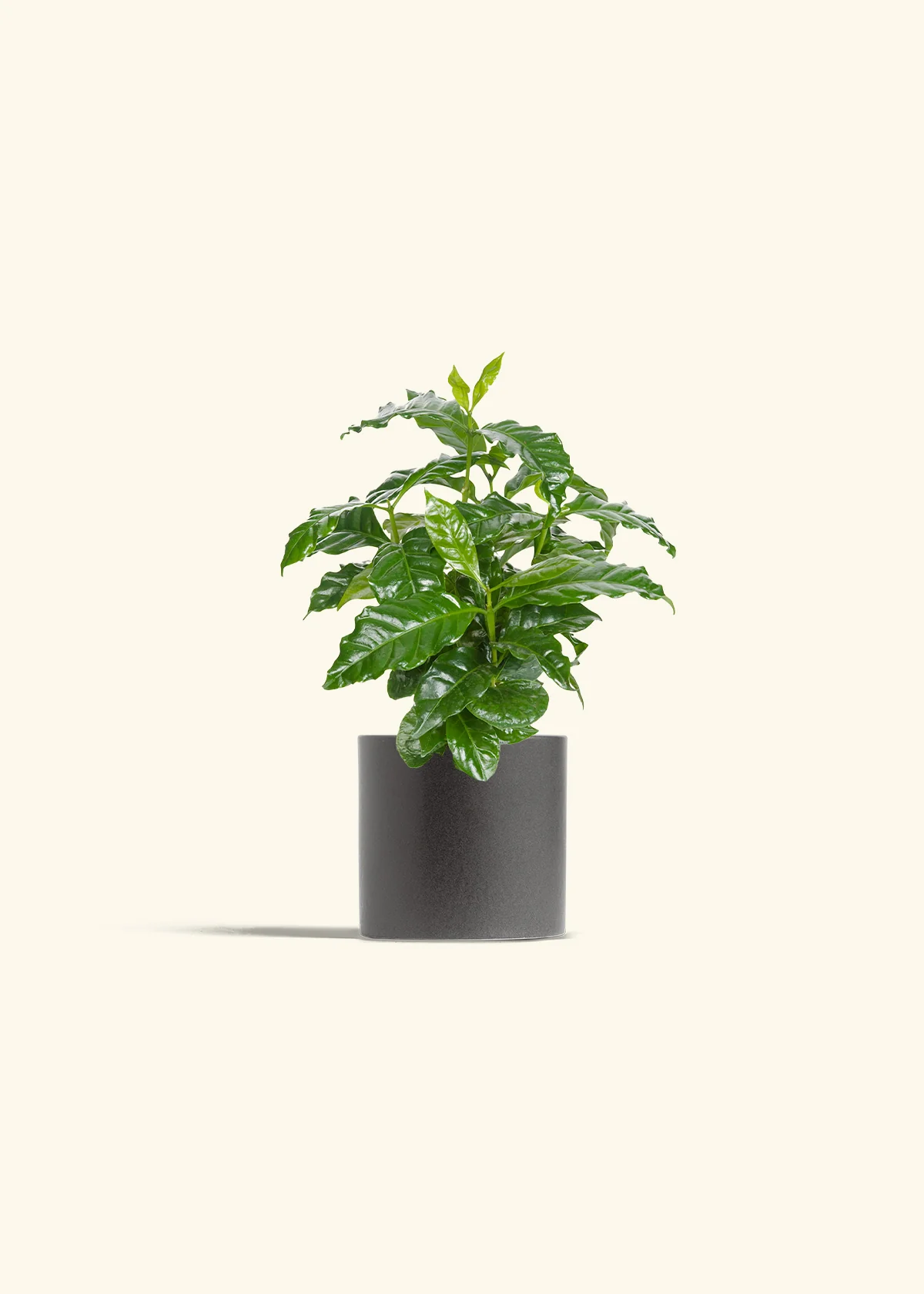 Coffee Plant - Image 5