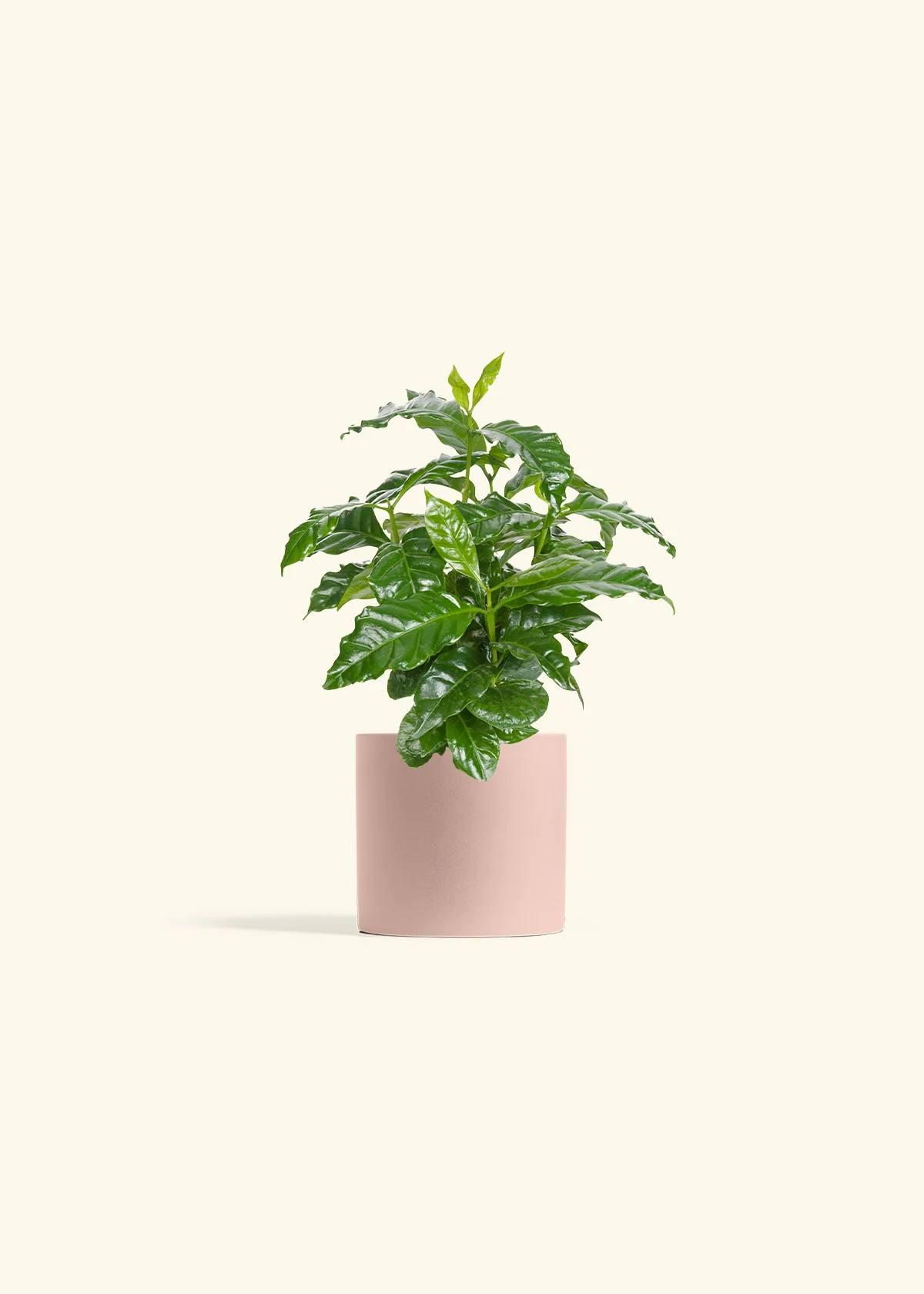 Coffee Plant - Image 6