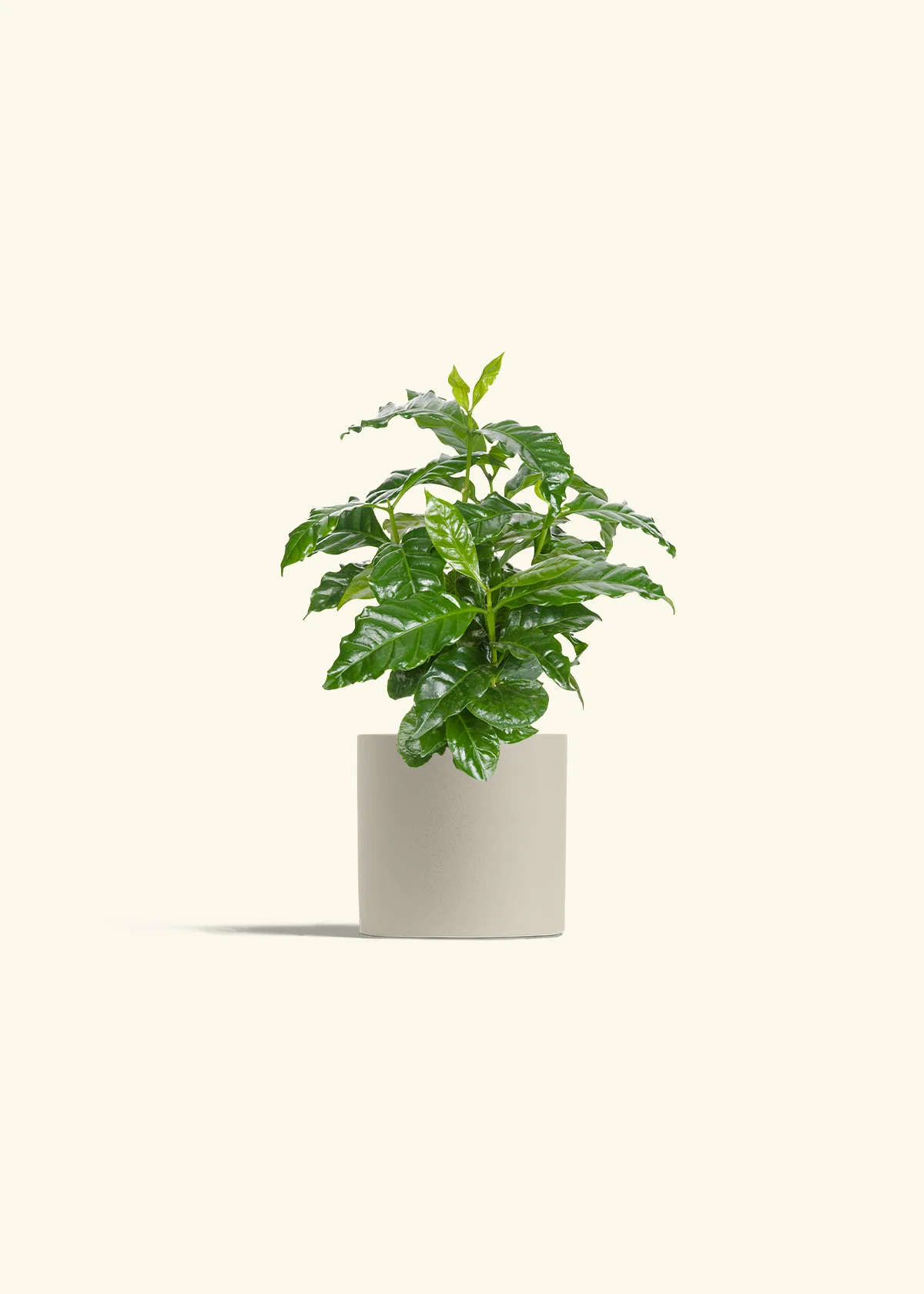Coffee Plant - Image 7