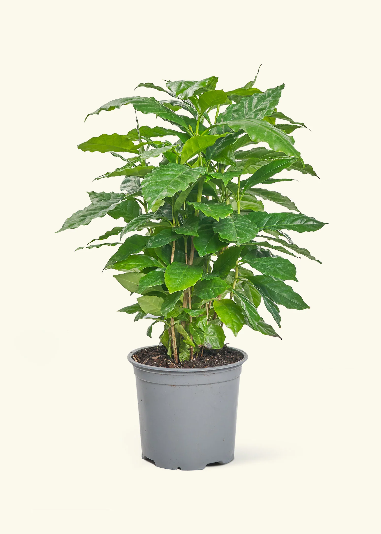 Coffee Plant - Image 8