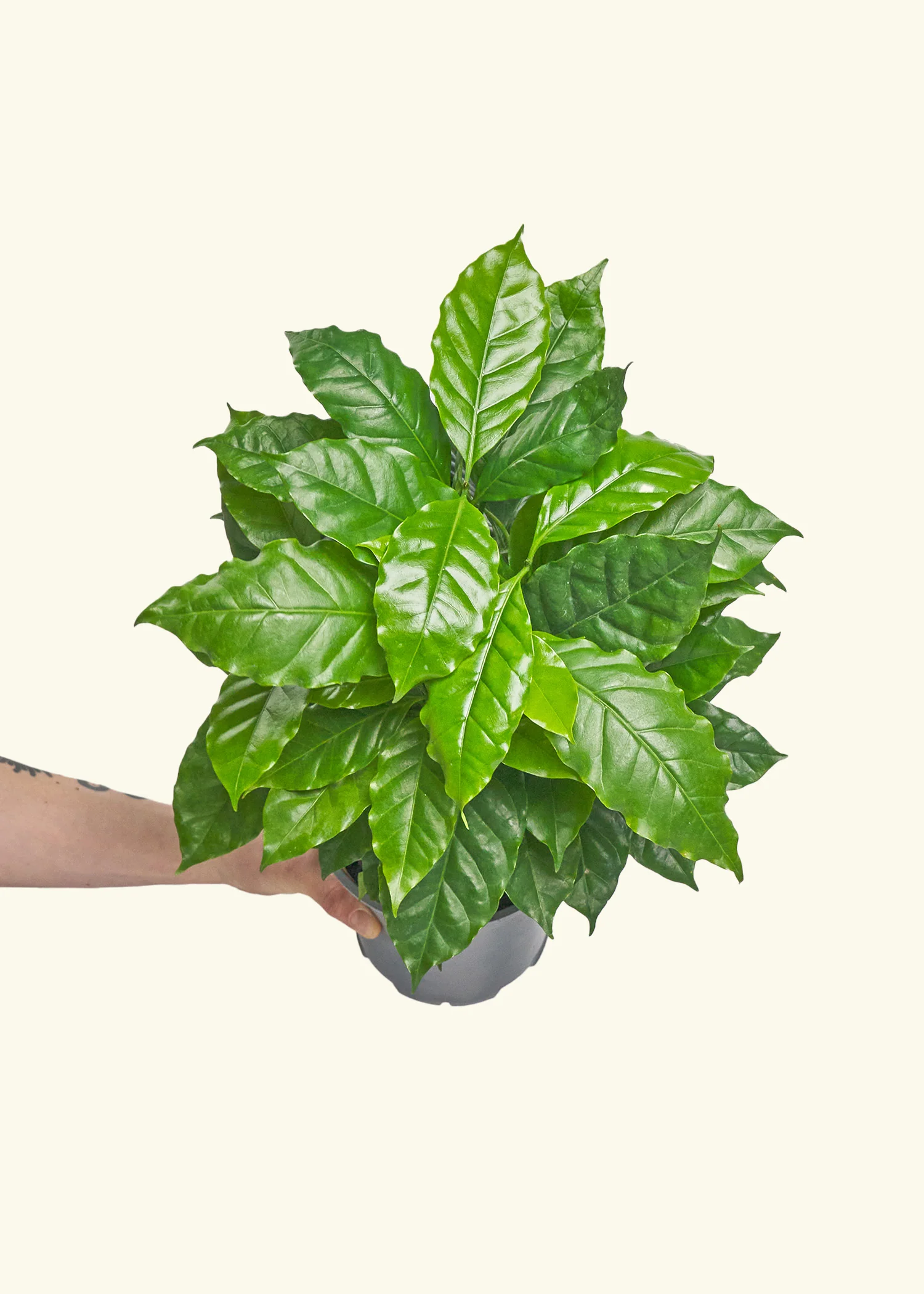Coffee Plant - Image 9