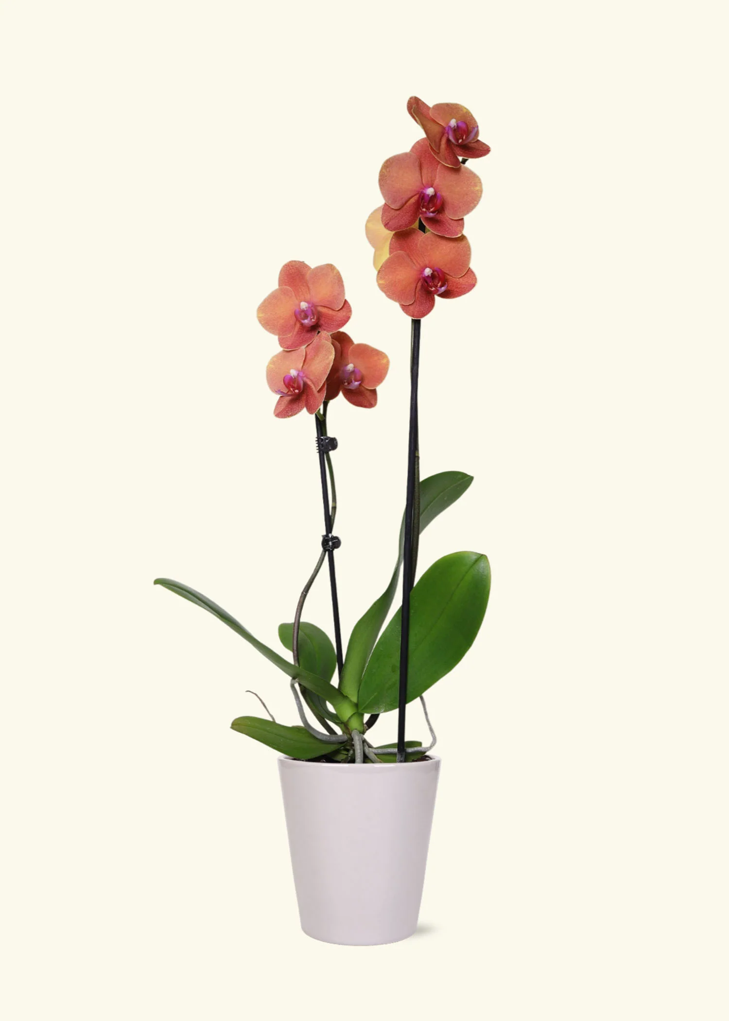 Coral Orchid - Image 3