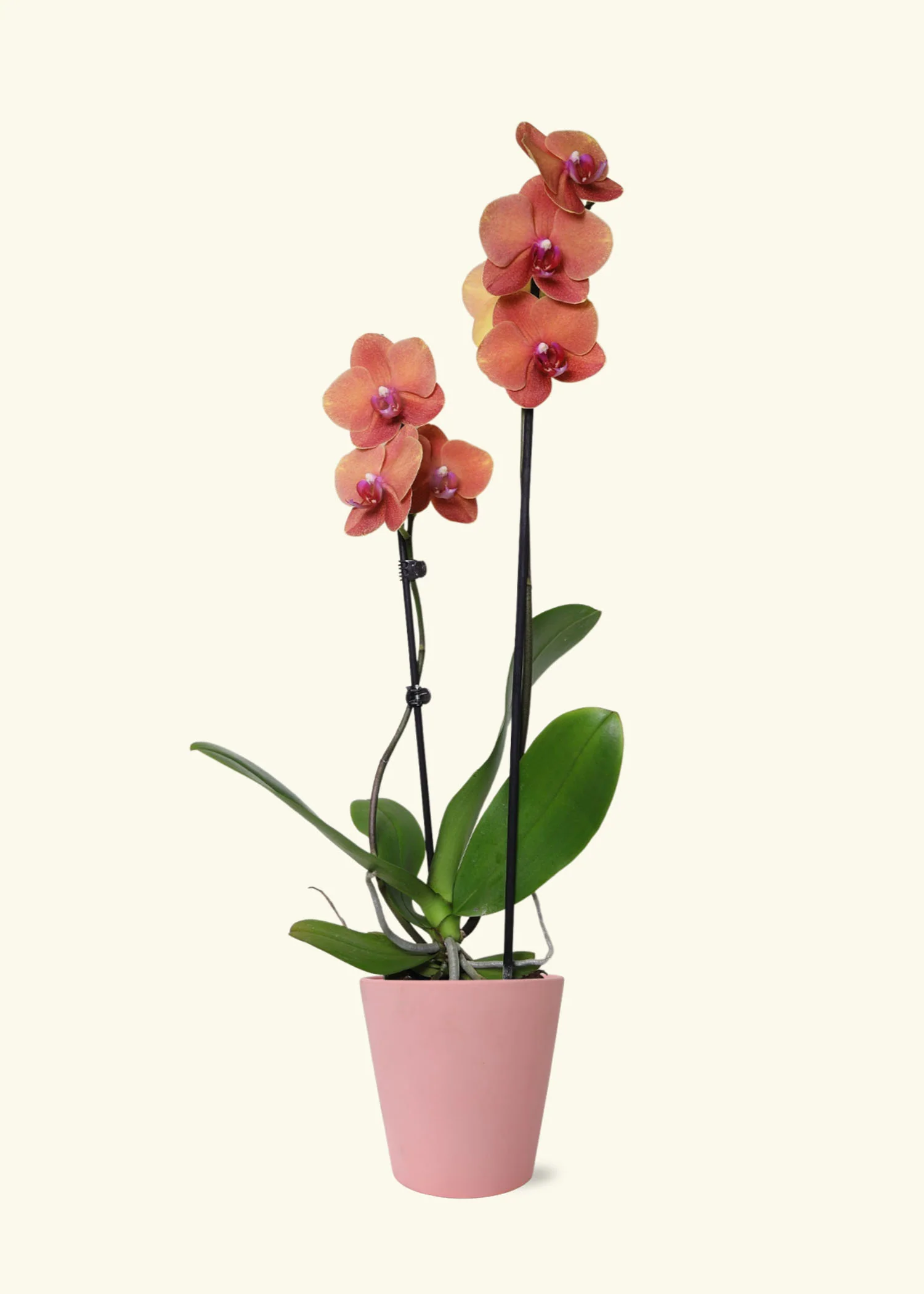 Coral Orchid - Image 4