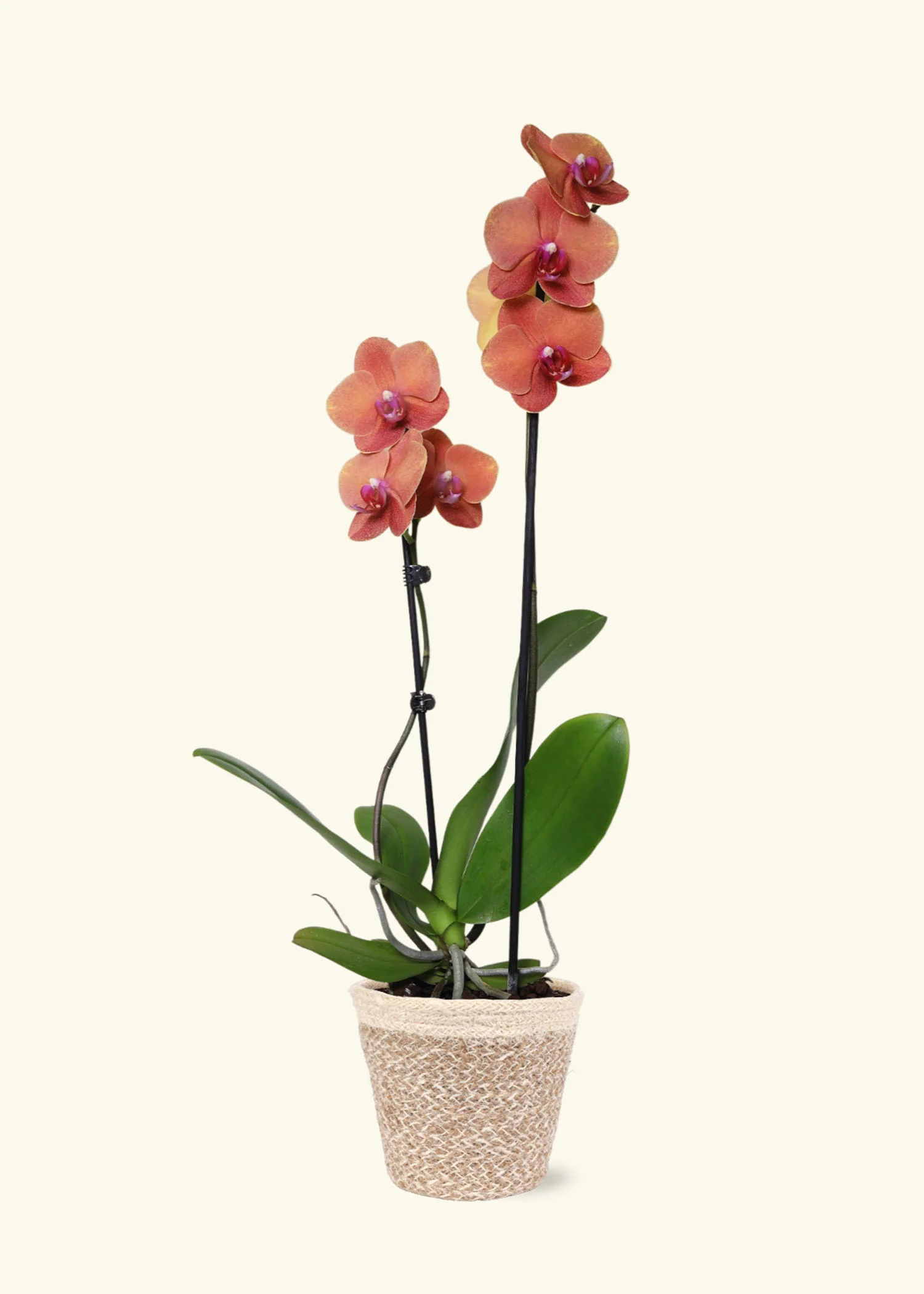 Coral Orchid - Image 5