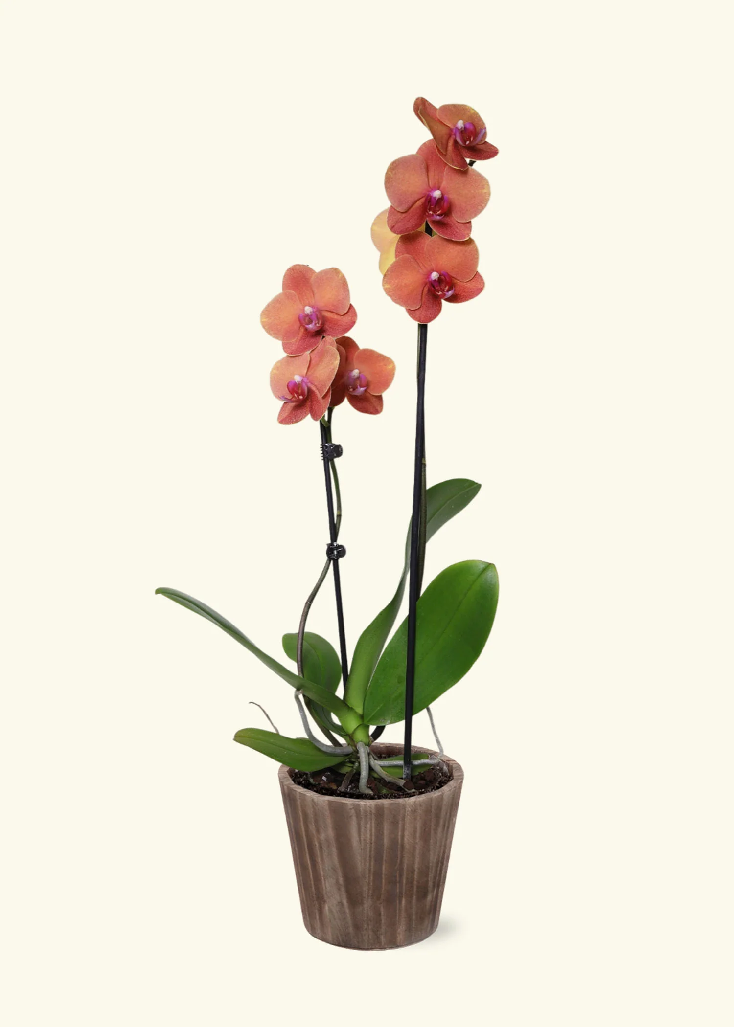 Coral Orchid - Image 6