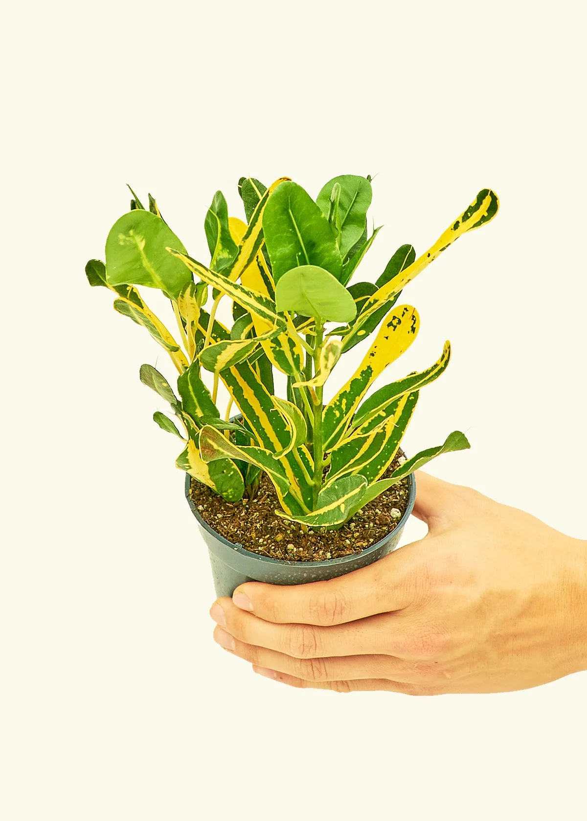 Croton 'Banana' - Image 3
