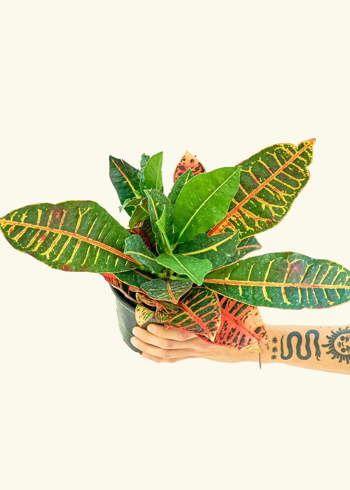 Croton 'Petra' - Image 3