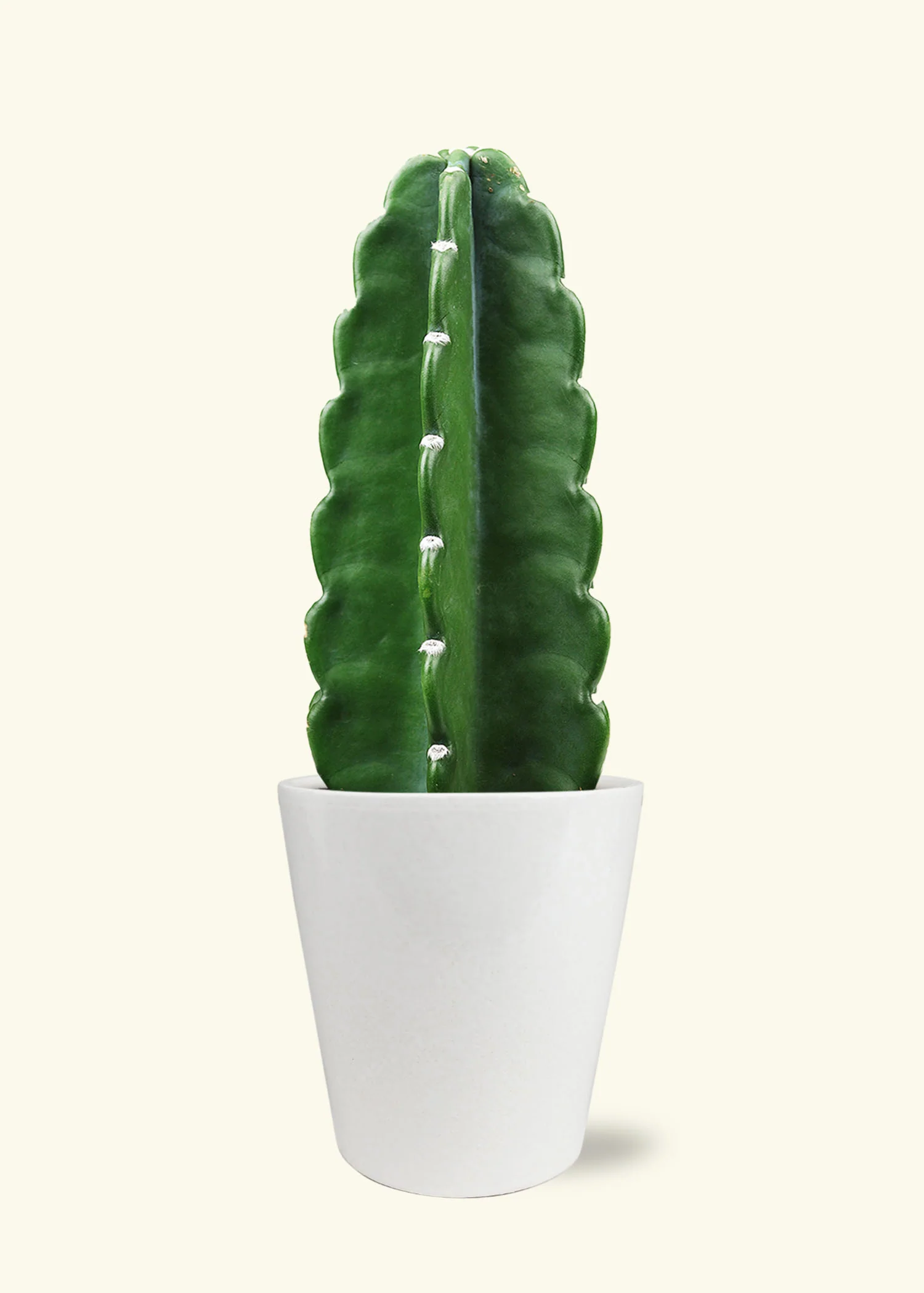 Cuddly Cactus - Image 2