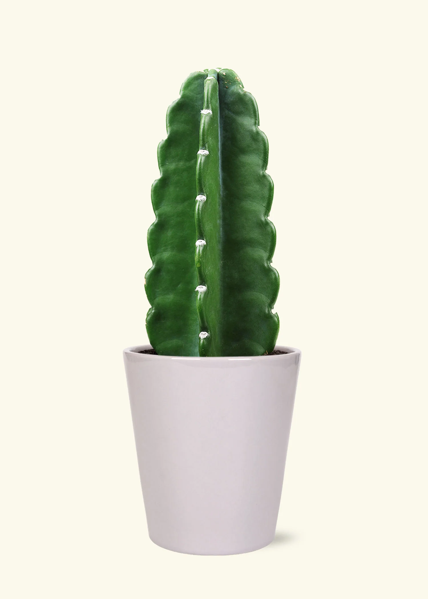 Cuddly Cactus - Image 3