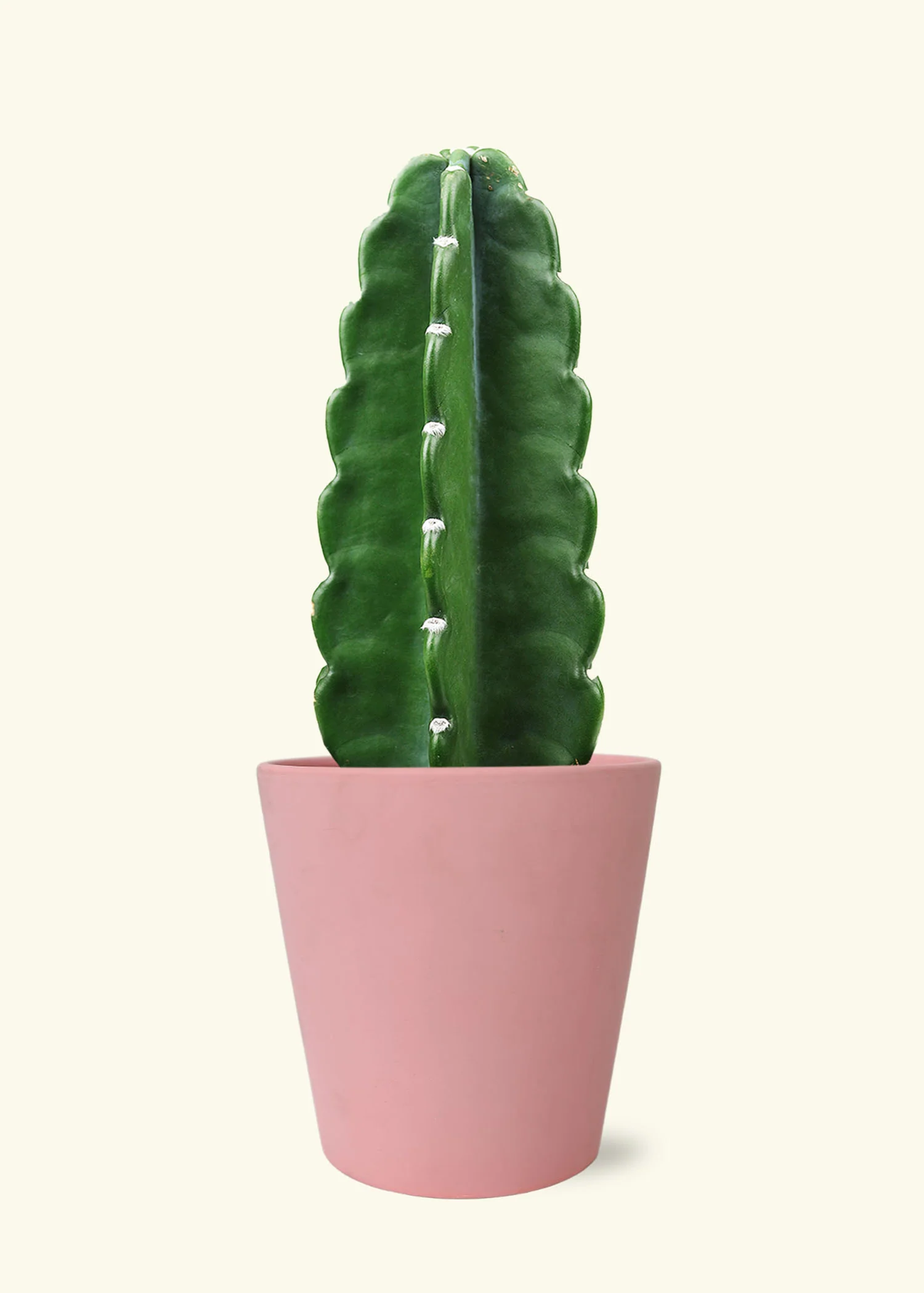 Cuddly Cactus - Image 4