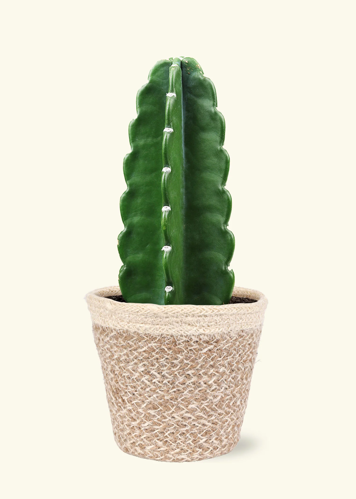 Cuddly Cactus - Image 5