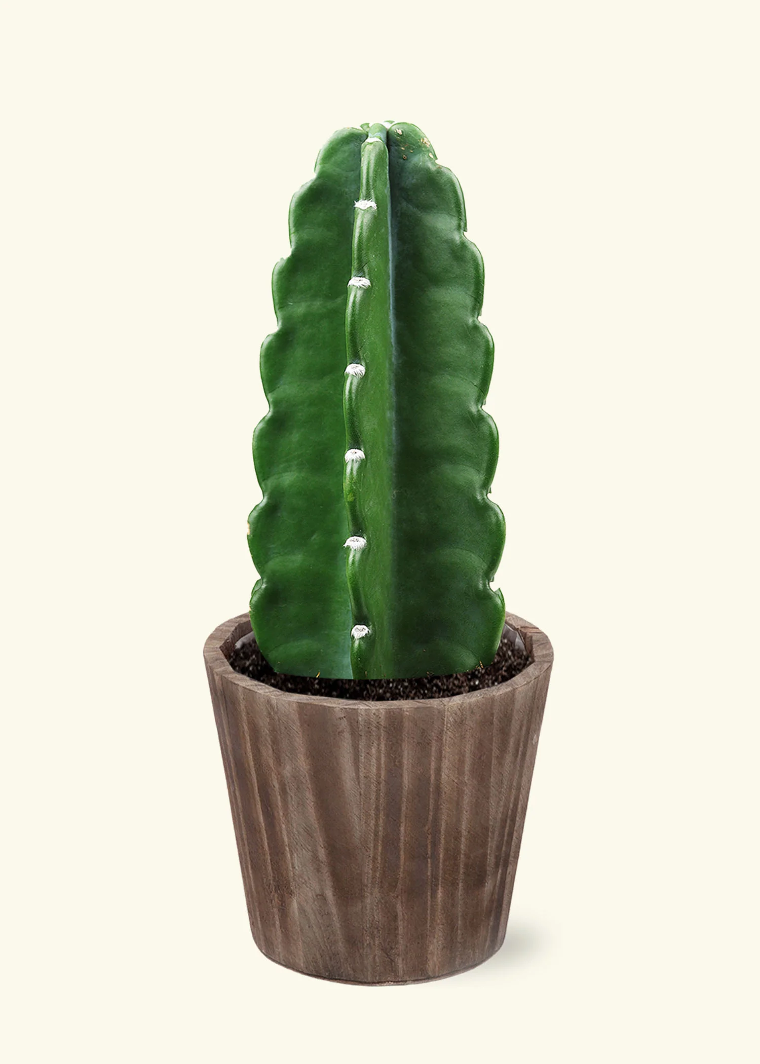 Cuddly Cactus - Image 6