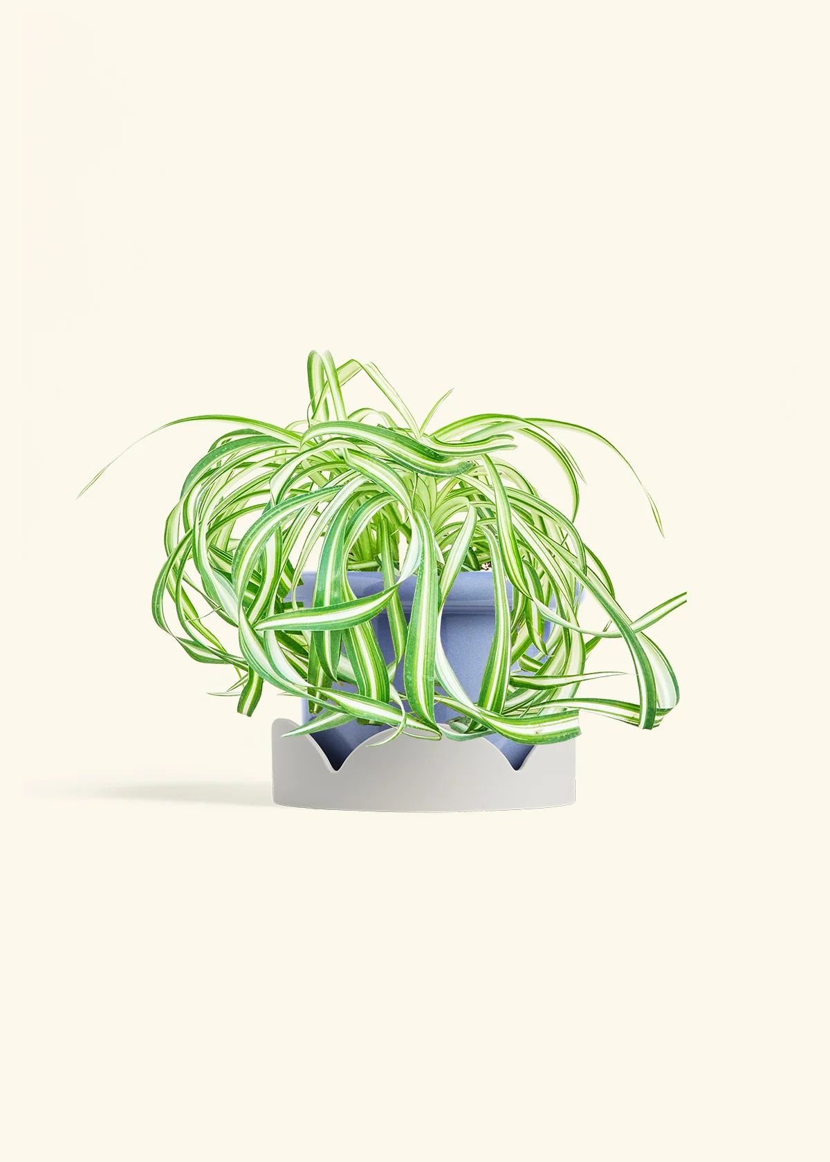Spider Plant 'Bonnie' - Image 10